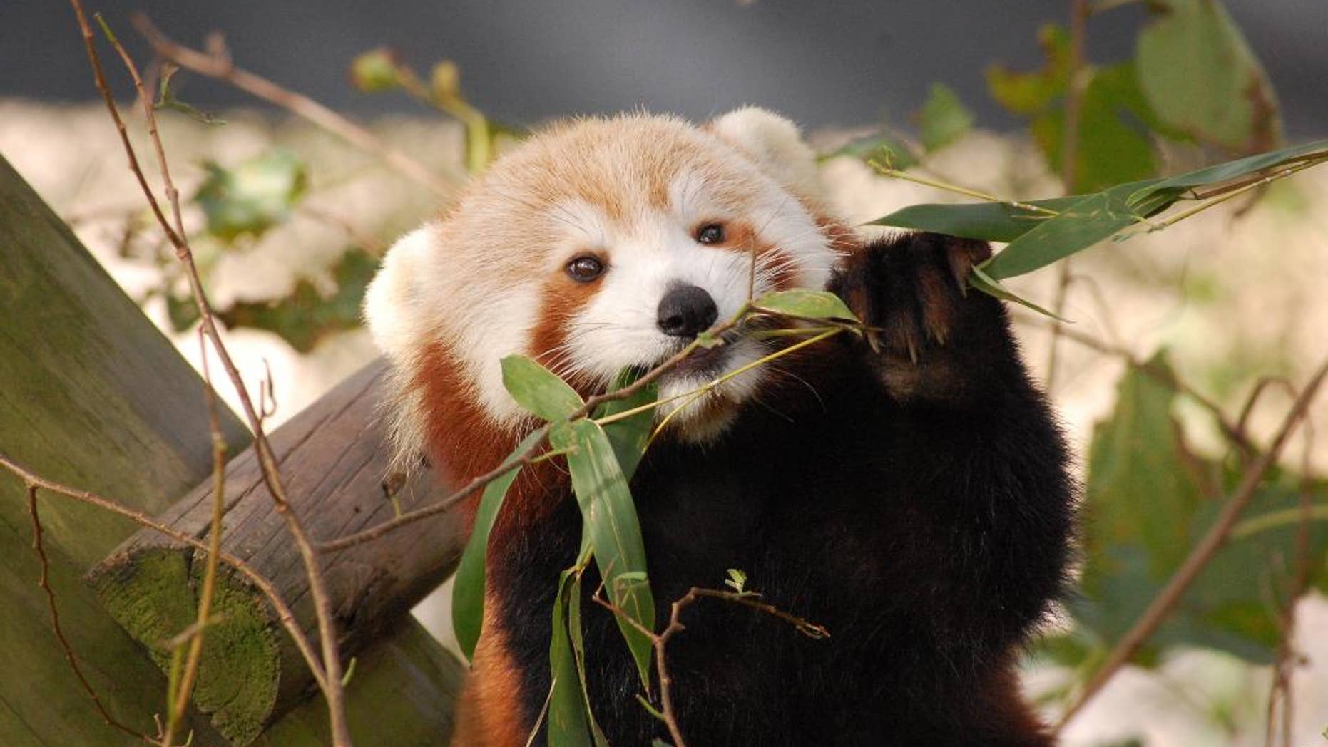 In this Oct. 4, 2016 photo provided by the Virginia Zoo, Sunny, a Red Panda, appears in her habitat at the Virginia Zoo in Norfolk, Va. Zoo spokeswoman Ashley Grove Mars said Sunny, was in her habitat on the evening of Monday, Jan. 23, 2017, but could not be found Tuesday morning. (Virginia Zoo via AP)