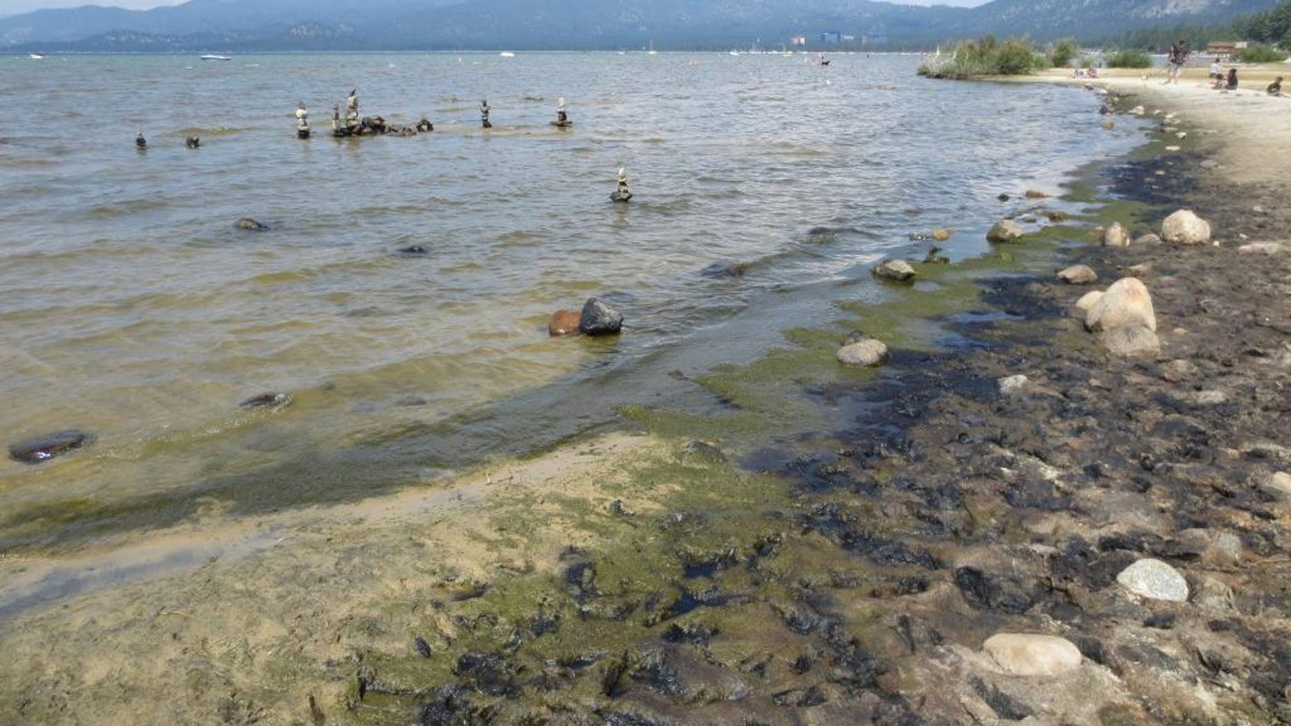 In this Aug. 2014 photo, algae growing along the south shore of Lake Tahoe is seen at Regan Beach in South Lake Tahoe, Calif. The UC Davis Tahoe Environmental Research Center is seeking personal photographs of shore-side algae in past decades to supplement limited scientific data about historic algae growth in the mountain lake. (Scott Hackley/UC Davis Tahoe Environmental Research Center via AP)