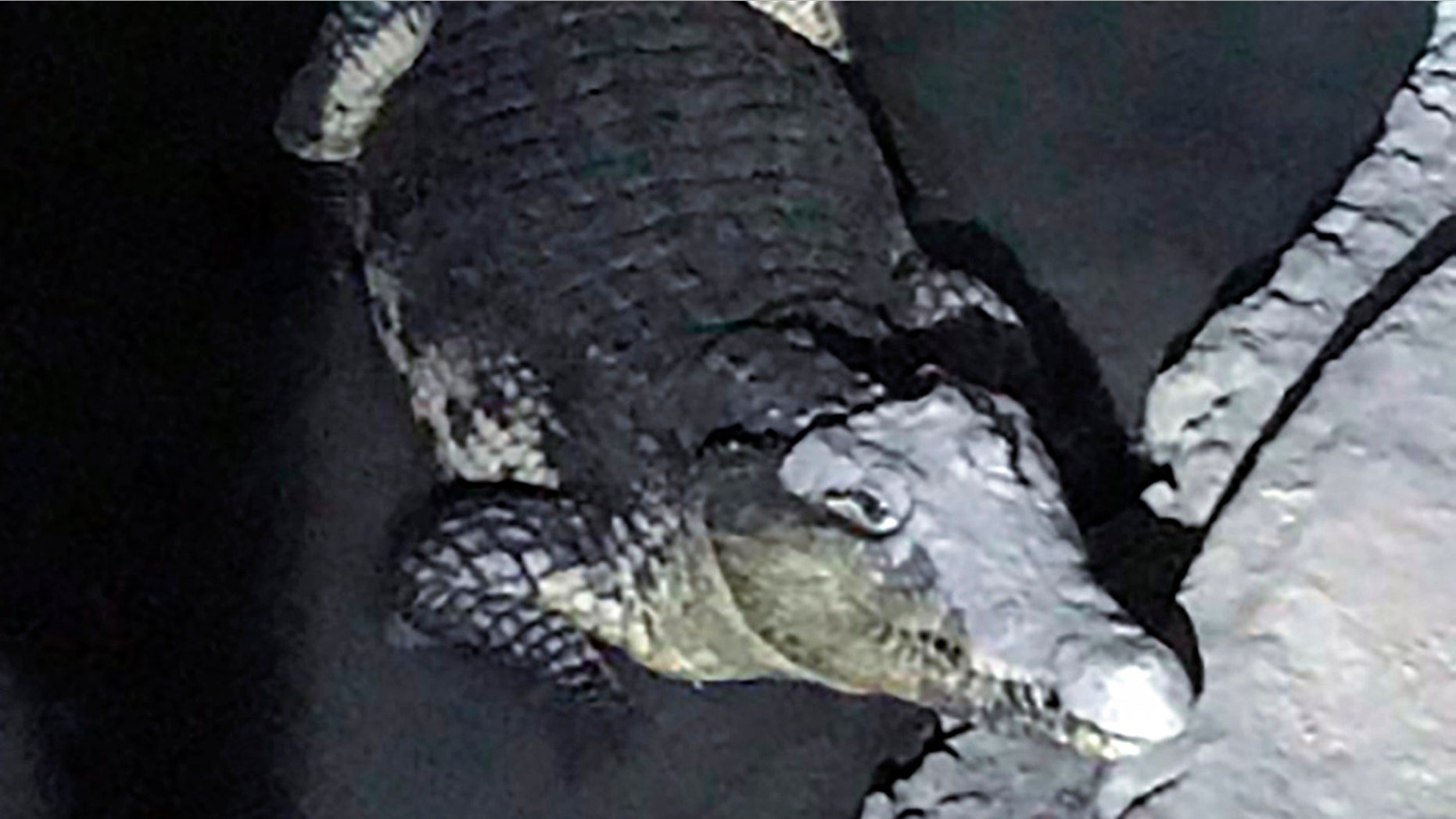 In this undated handout photo released by the Russian Interior Ministry official website on Friday, Jan. 19, 2018, a crocodile rests in a small pool of water dug in a concrete basement in St. Petersburg, Russia