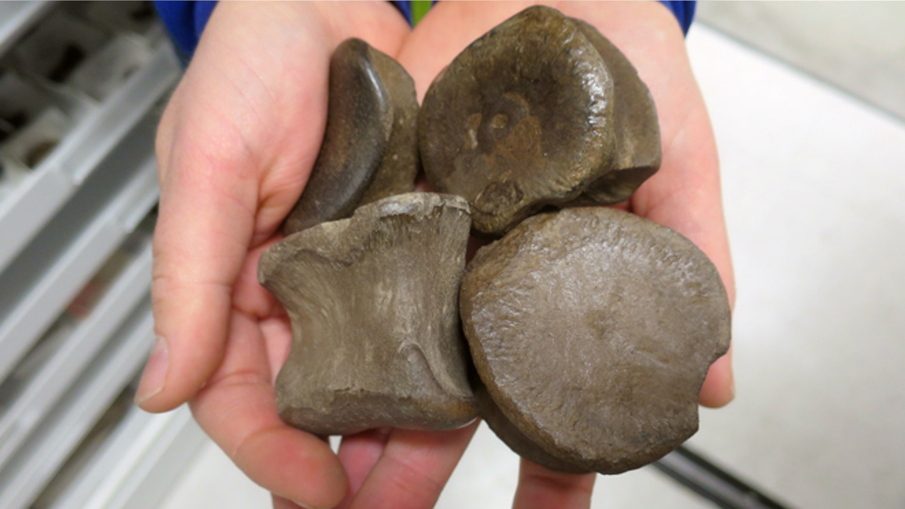 In this 2015 photo released by the University of Alaska Museum of the North, a handful of dinosaur bones are seen after they were discovered at the Liscomb Bonebed on the Colville River, near Nuiqsut.