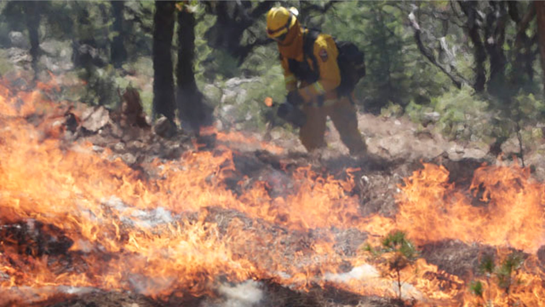 September 23, 2014: A firefighters sets a controlled burn with a drip torch while fighting the King Fire in Mosquito, Calif. (AP Photo/Marcio Jose Sanchez)