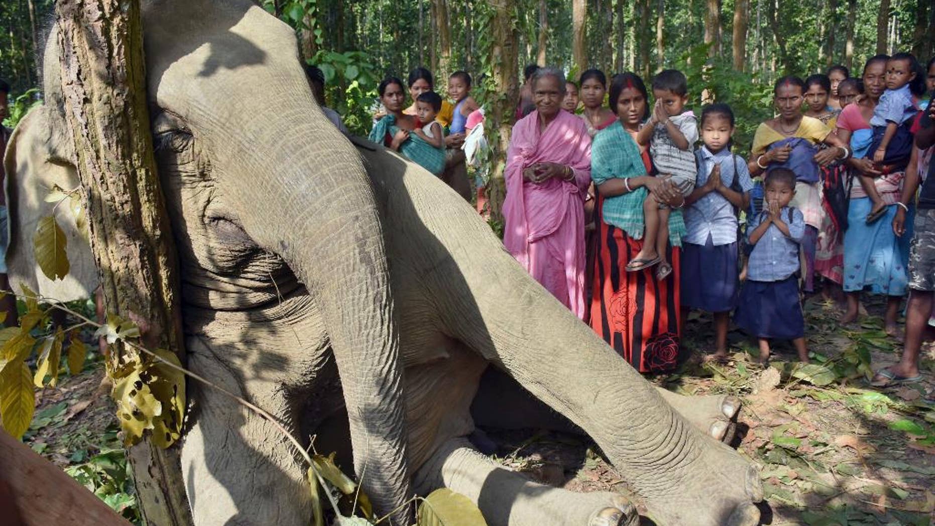 An Indian boy offers prayers as others gather near a dead elephant at Bagulamari, in Goalpara in the eastern Indian state of Assam, Wednesday, Oct. 7, 2015. The wild adult elephant was killed when a tree that he had uprooted to eat fell on an electric tower just past midnight on Tuesday. Locals told the photographer that the rest of the herd of 20-25 elephants tried to help but were scared by the jolts of power and finally had to abandon the pachyderm. (AP Photo/Vishma Thapa)