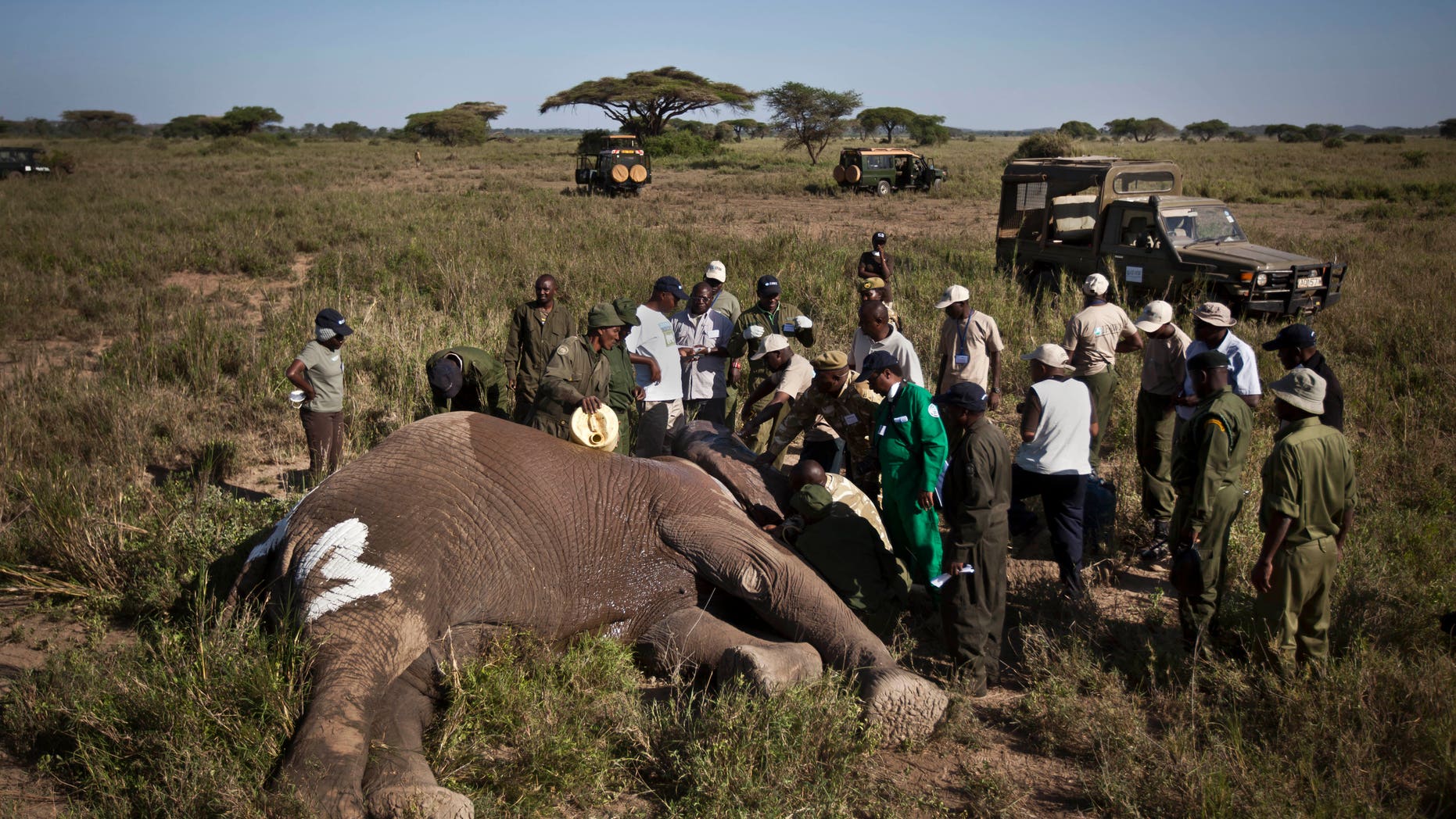 Feb. 19, 2013 - FILE photo: Team from Kenya Wildlife Service and International Fund for Animal Welfare fit a GPS-tracking collar onto a tranquilized 26-year-old male elephant, to monitor migration routes and help prevent poaching, at the Kimana Wildlife Sanctuary next to Amboseli National Park in southern Kenya, near the border with Tanzania.