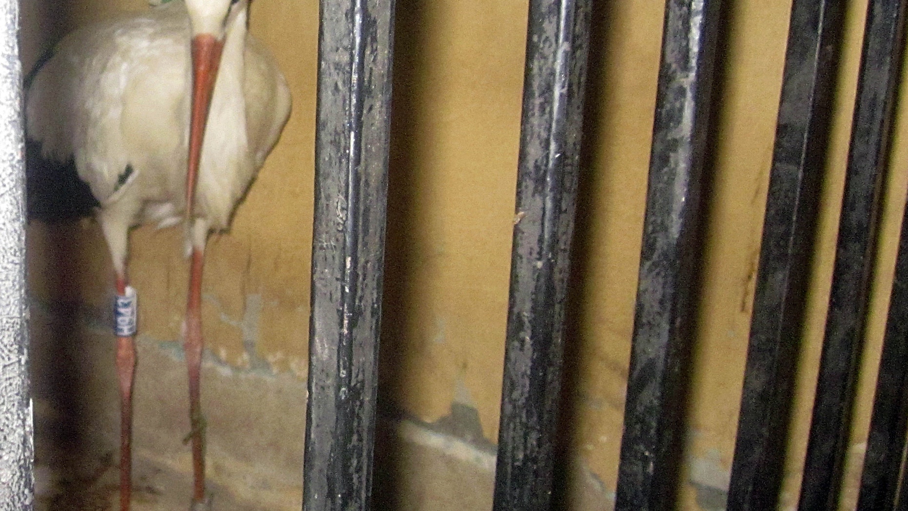 A migrating stork is held in a police station after a citizen suspected it of being a spy and brought it to the authorities in the Qena governorate, some 450 kilometers (280 miles) southeast of Cairo, Egypt.