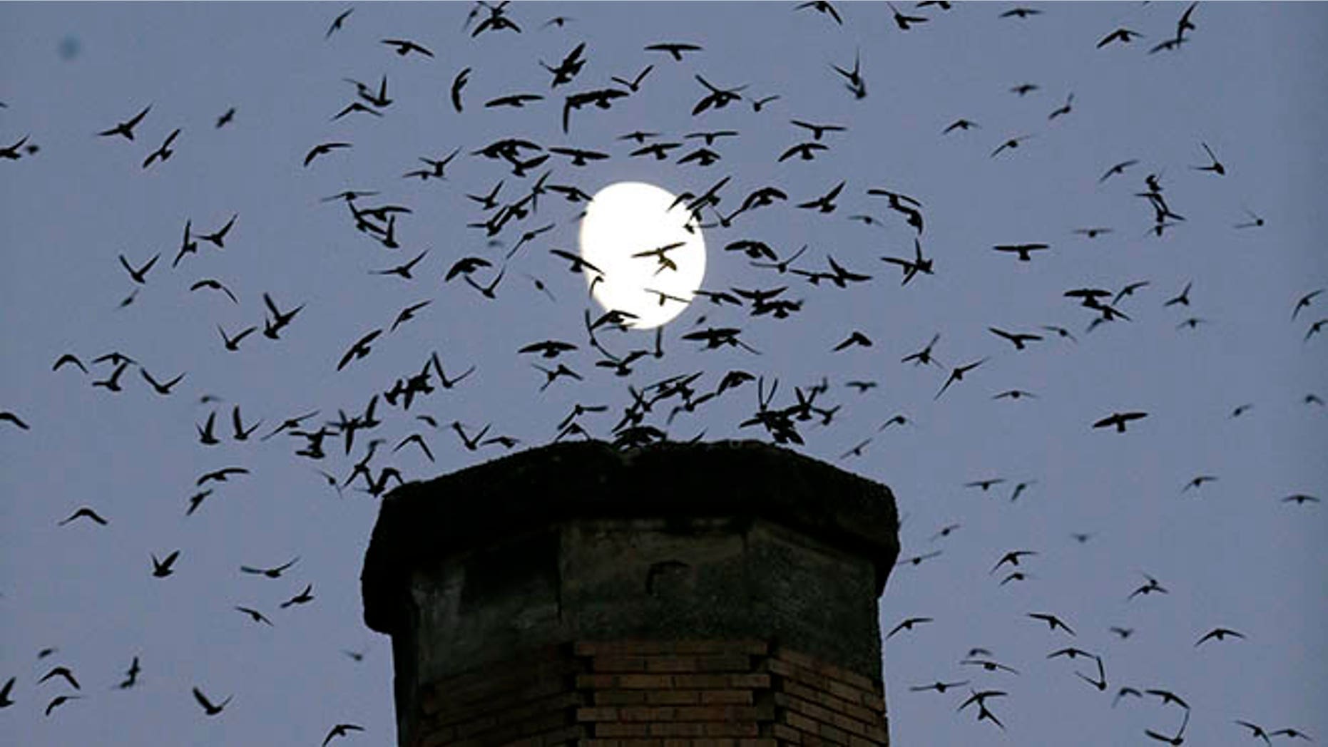In this Tuesday, Sept. 13, 2016 photo,tThe moon is visible in the background as a multitude of migratory Vaux's Swifts flock to roost for the night inside a large, brick chimney at Chapman Elementary School in Portland, Ore. Numbers of Vaux's Swifts are in decline, in part scientists say because of the destruction of the brick chimneys that they use to roost during their annual fall migration. (AP Photo/Don Ryan)