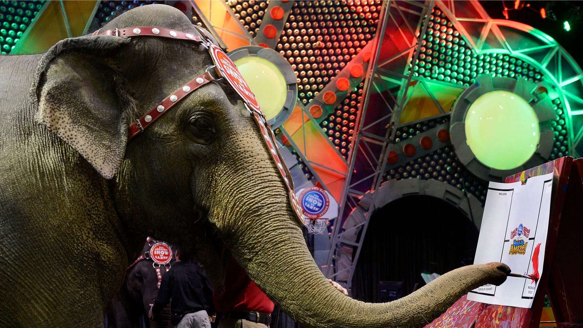 **COMMERCIAL IMAGE** In this photo distributed by Feature Photo Service for Ringling Bros: Asia the elephant, the biggest star of Ringling Bros. and Barnum & Bailey(r) Presents Built To Amaze! celebrates college basketball by predicting tournament winner at Barclays Center in Brooklyn, NY. Asia used her amazing painting skills to fill out her regional brackets, selecting the following teams: Michigan State (Midwest), Florida Gulf Coast (South), La Salle (West), Miami (East), with Michigan State prevailing as her final pick to win the tournament. Ringling Bros. Presents Built To Amaze! plays Barclays Center today through April 1. (Jon Simon/Feature Photo Service for Ringling Bros.)