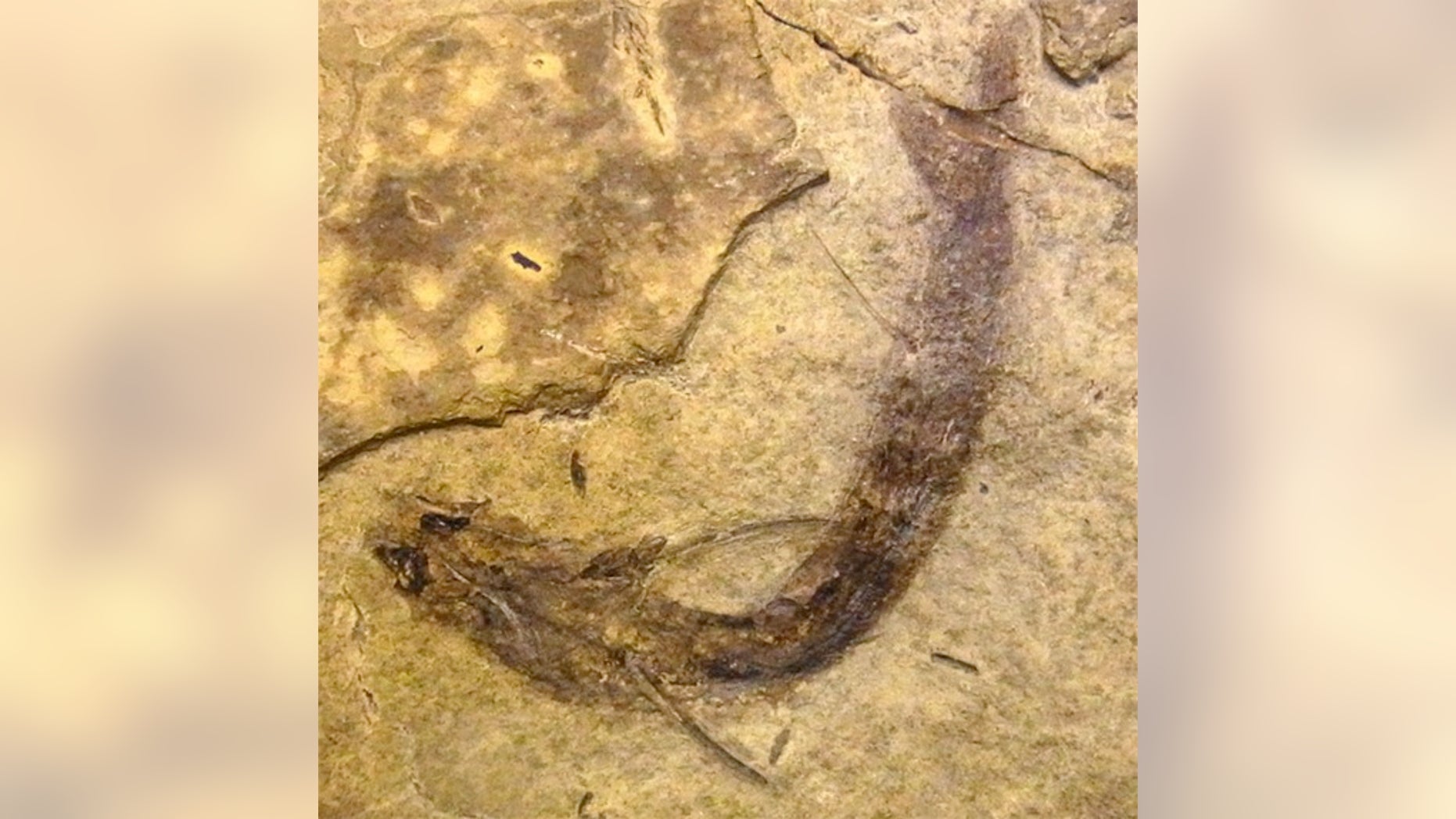 Fossilised Acanthodes bridgei with eye tissues intact.
