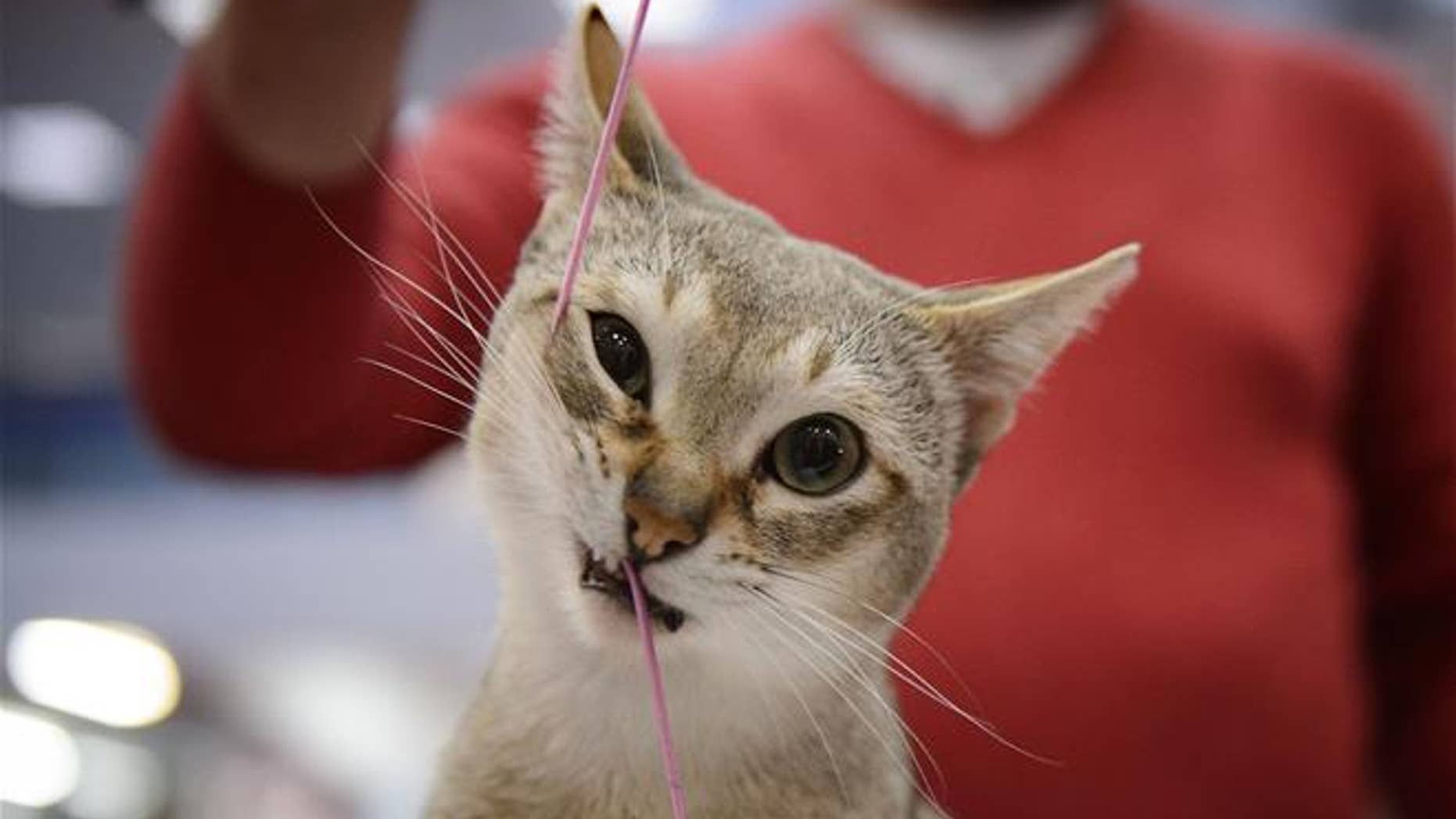 File photo of a cat.
