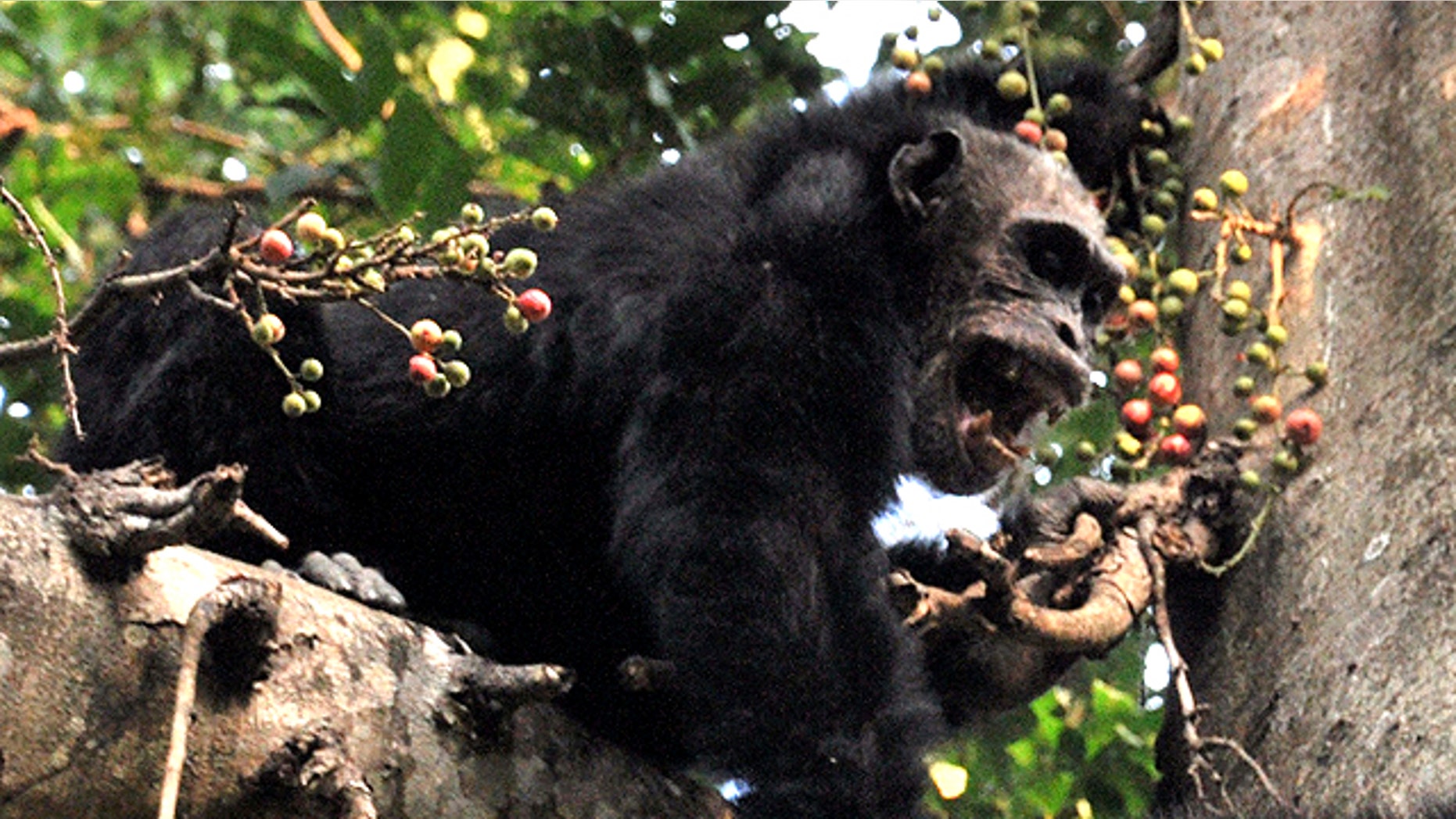 An adult male chip jumps on a fig tree.