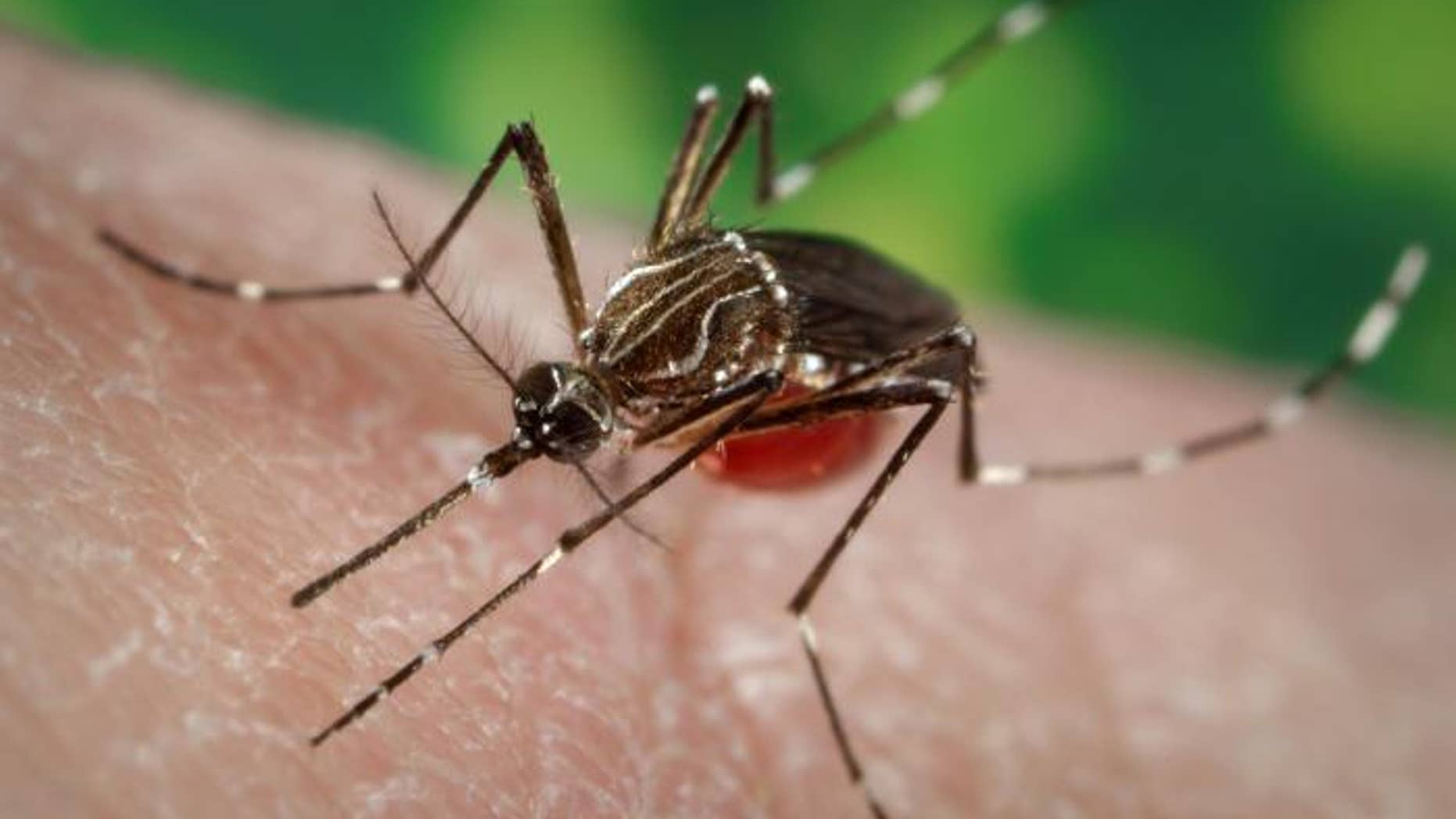 Beware the mosquito.