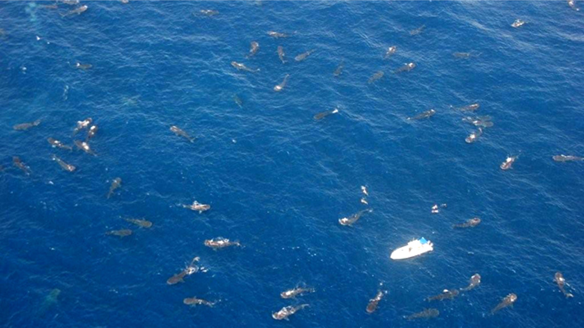 Aerial photo of whale sharks taken in the summer of 2009.