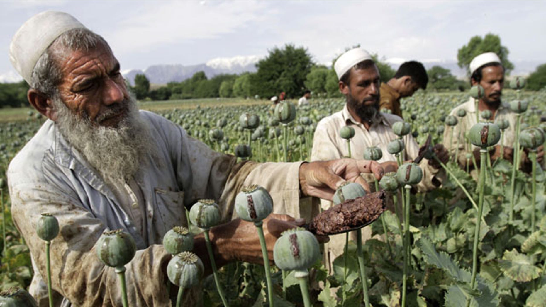 FILE - In this May 10, 2013 file photo, Afghan farmers collect raw opium as they work in a poppy field in Khogyani district of Jalalabad, east of Kabul, Afghanistan.