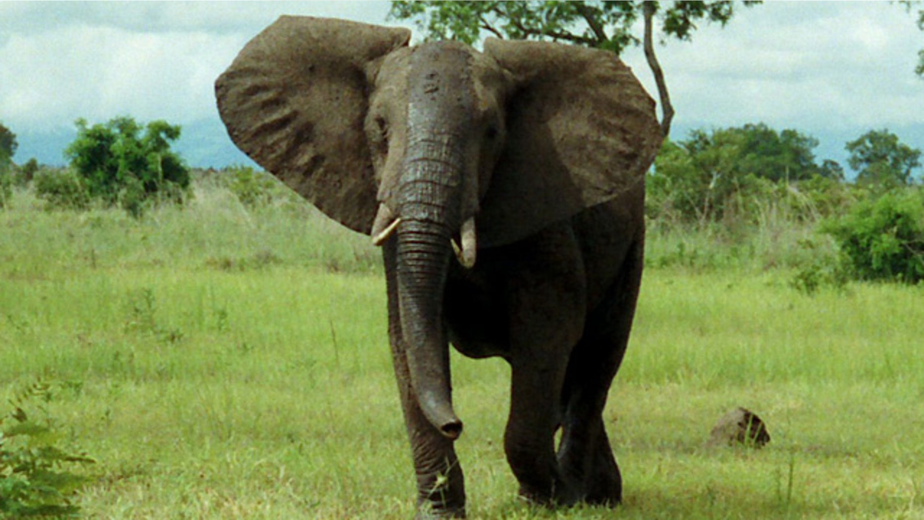 An African bush elephant grazes in Mikumi National Park, Tanzania. A similar elephant on the rampage in Nepal may be repsonsible for 11 deaths.