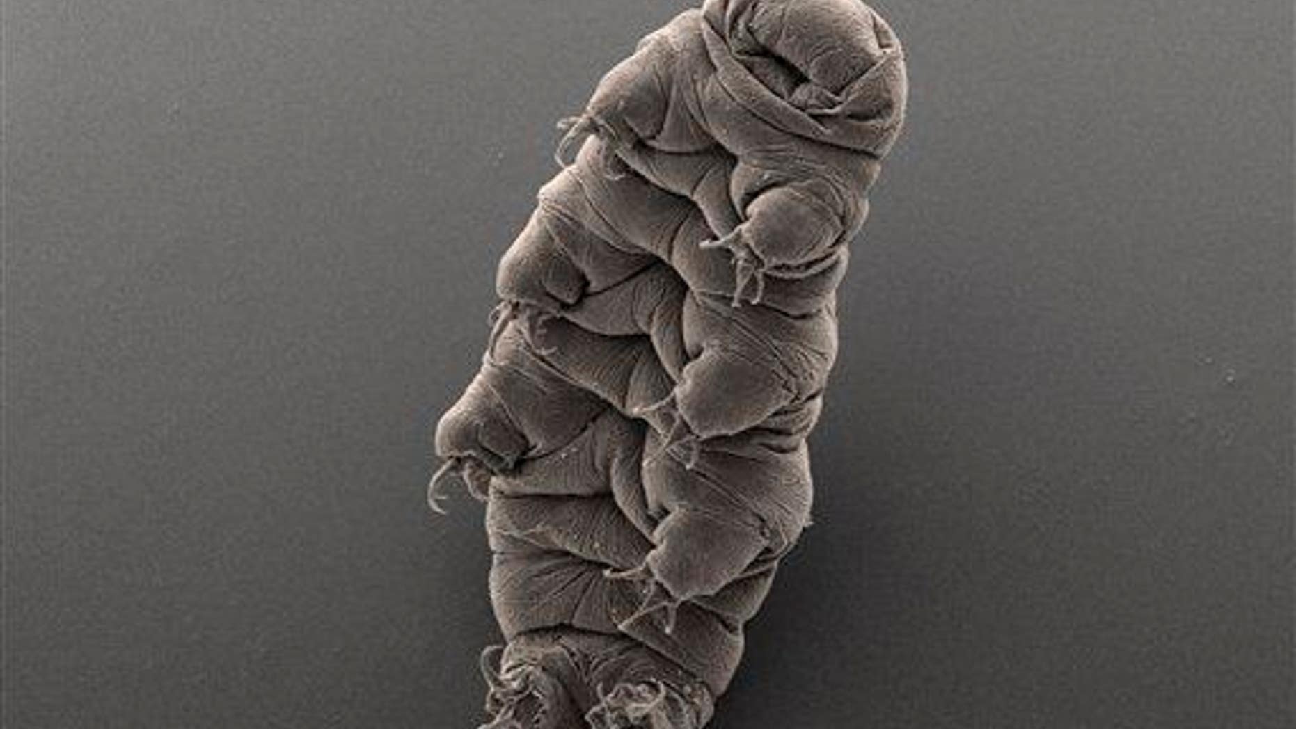 A tardigrade.