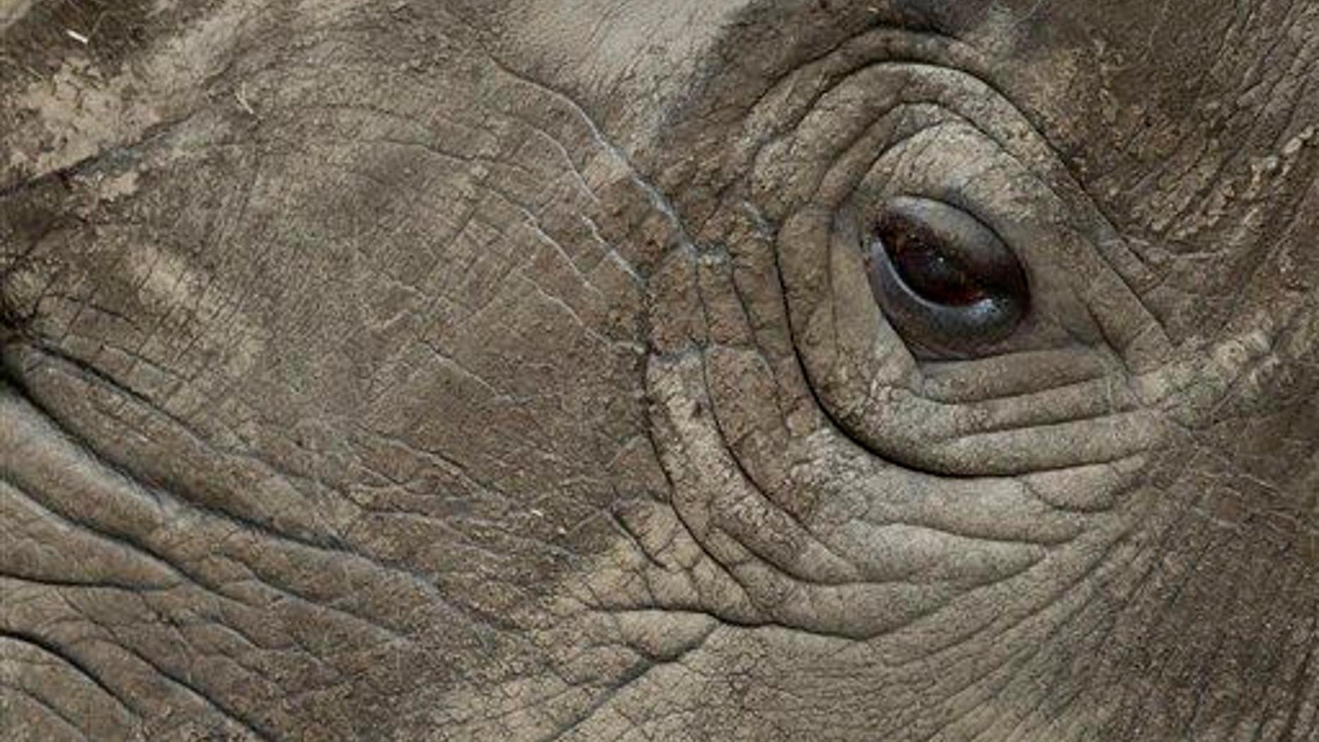 In this photo taken Monday, Dec. 1, 2014, female northern white rhino Najin stands in her pen where she is being kept for observation at the Ol Pejeta Conservancy in Kenya.