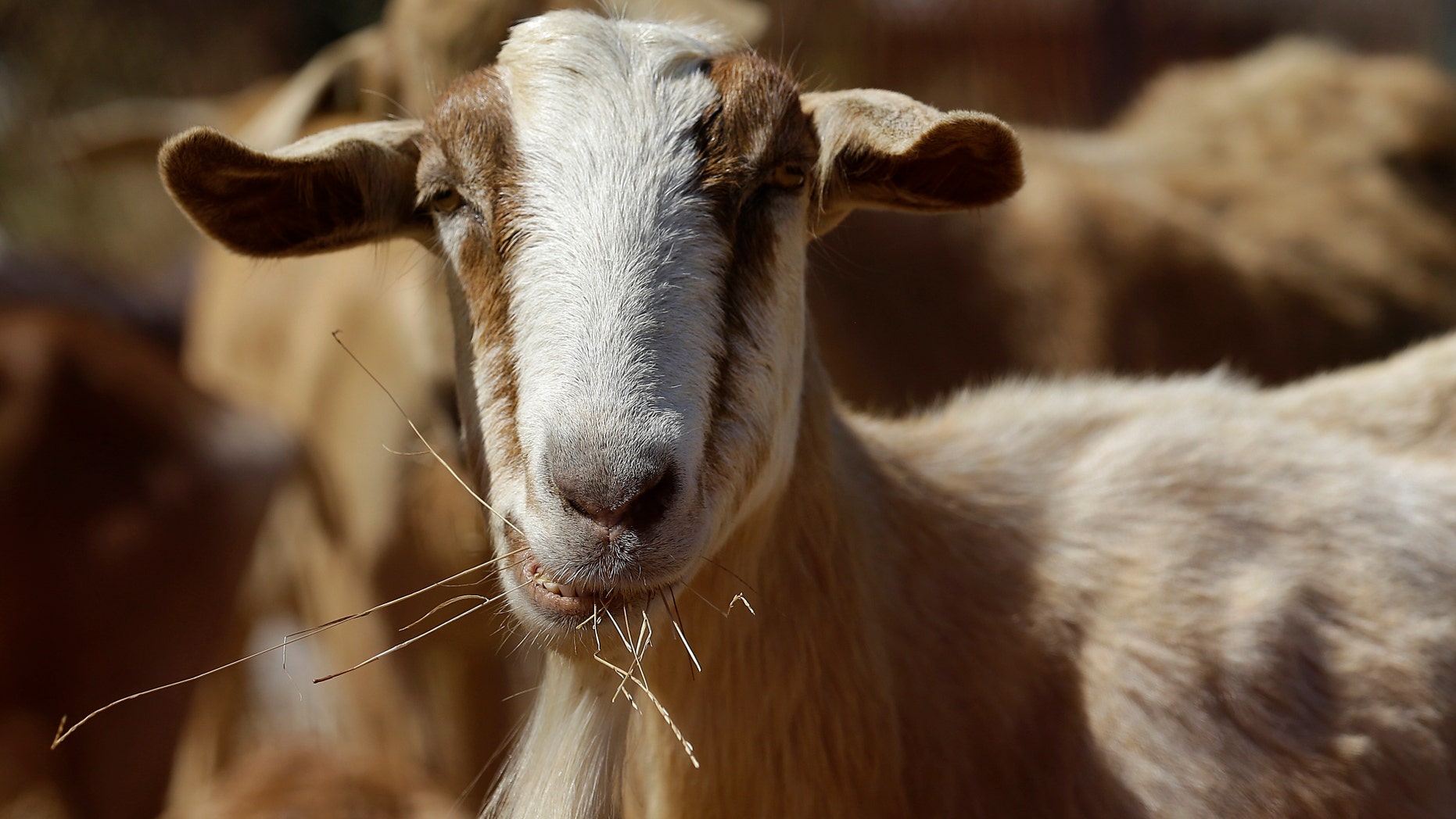 June 19, 2013: In this photo, a goat grazes on a patch of San Francisco International Airport land in San Francisco.