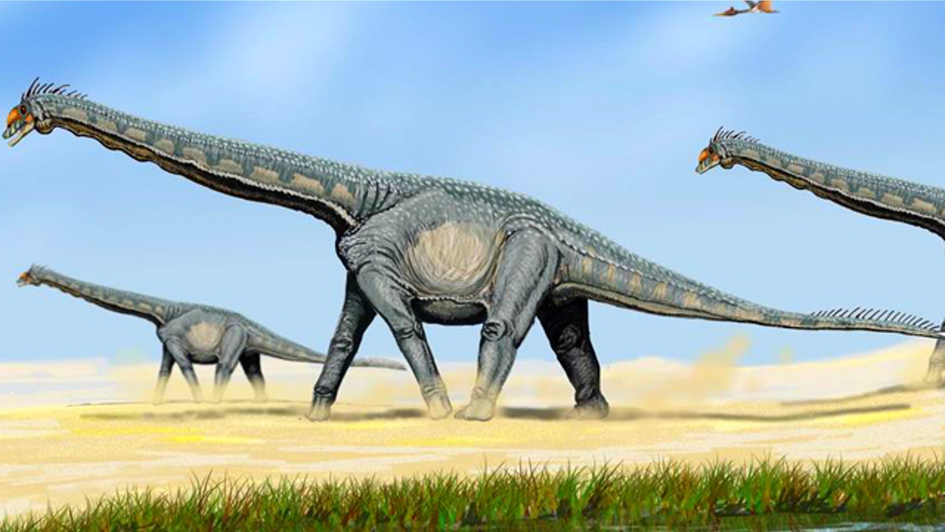 Alamosaurus, a member of the Sauropod family of giant, plant eating dinosaurs that roamed the planet tens of millions of years ago.