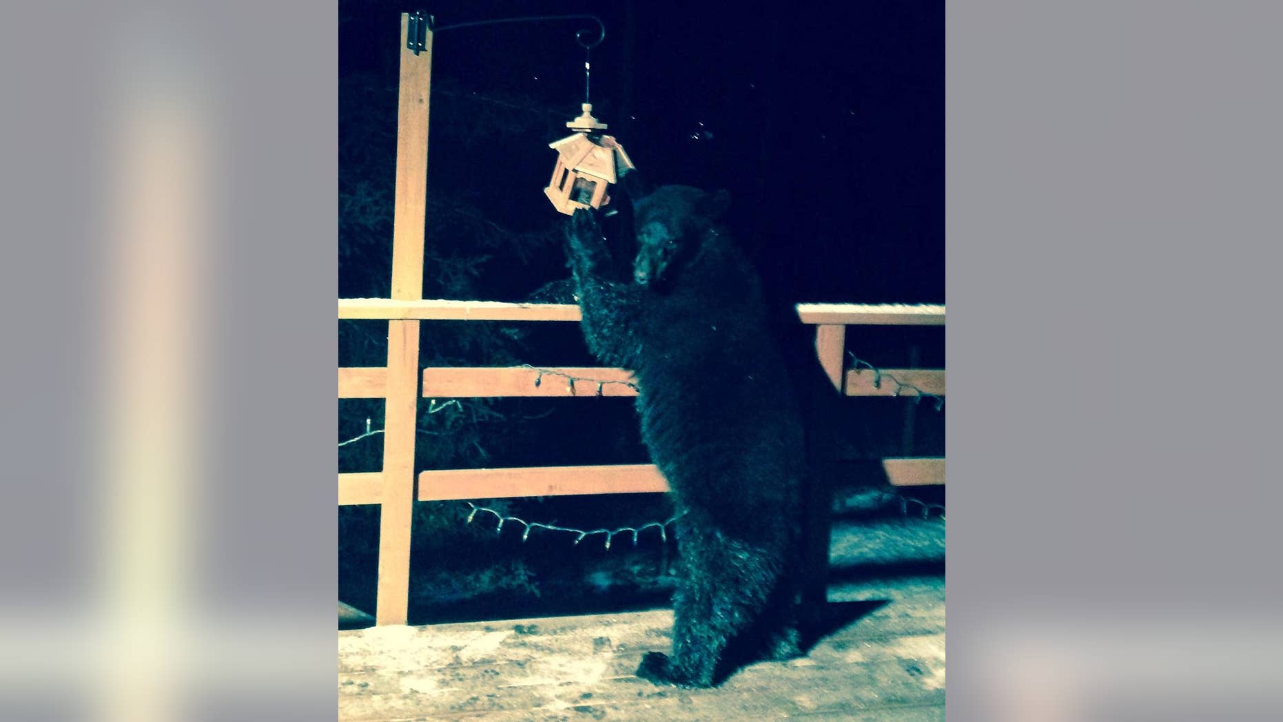 In this Nov. 7, 2014 photo provided by Bruce Batten, a black bear eats seeds inside a bird feeder on a second-floor porch after walking up a flight of stairs in Eagle River, Alaska. The incident and others prompted the Alaska Department of Fish and Game to warn residents that southcentral Alaska bears have not taken to winter dens and may be attracted to birdfeeders and cans of trash. Mild temperatures and little snow have led to bears hanging around. (AP Photo/Bruce Batten)