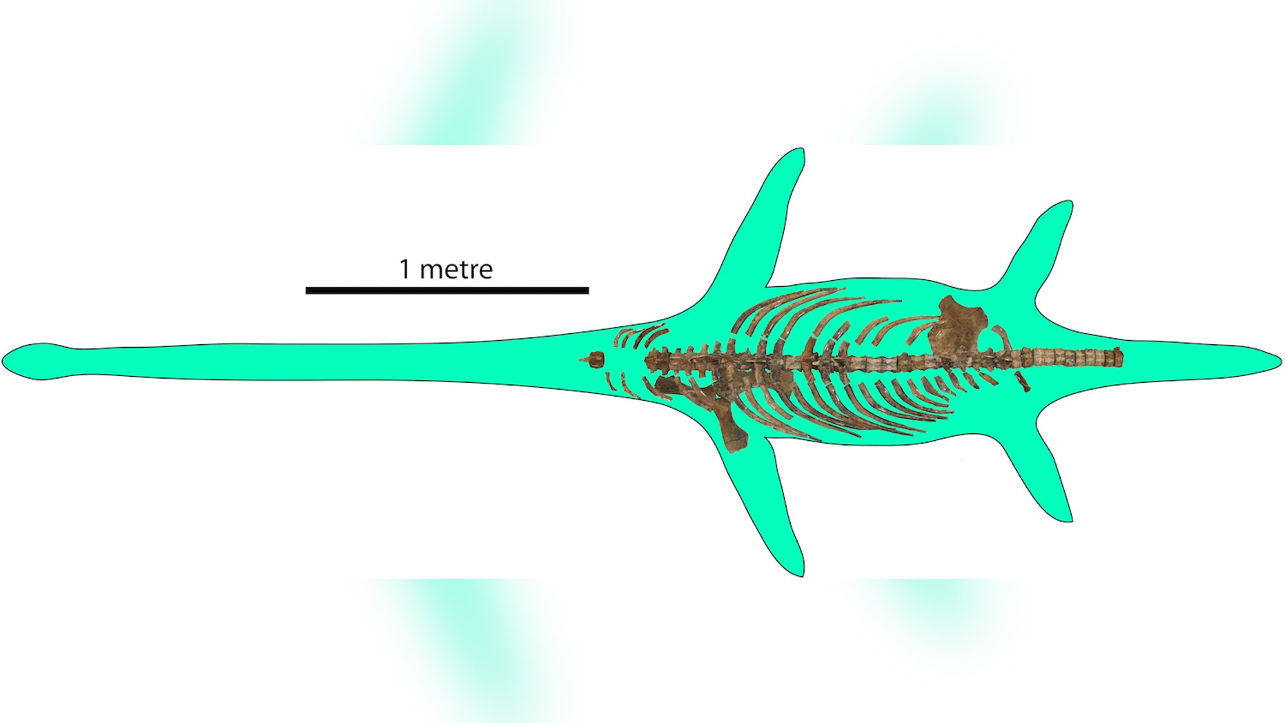 Researchers have recovered a number of bones from the newfound long-necked plesiosaur.