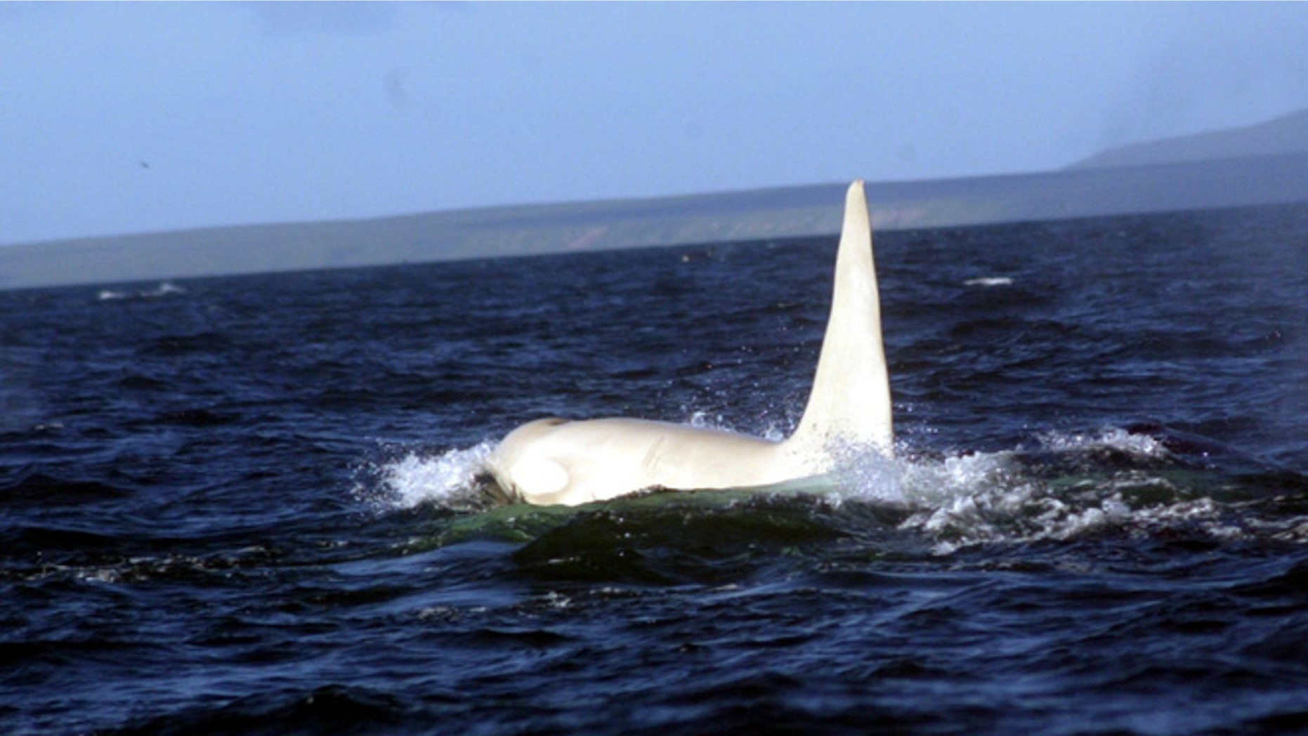 Iceberg, the first adult all-white orca bull discovered in the wild.