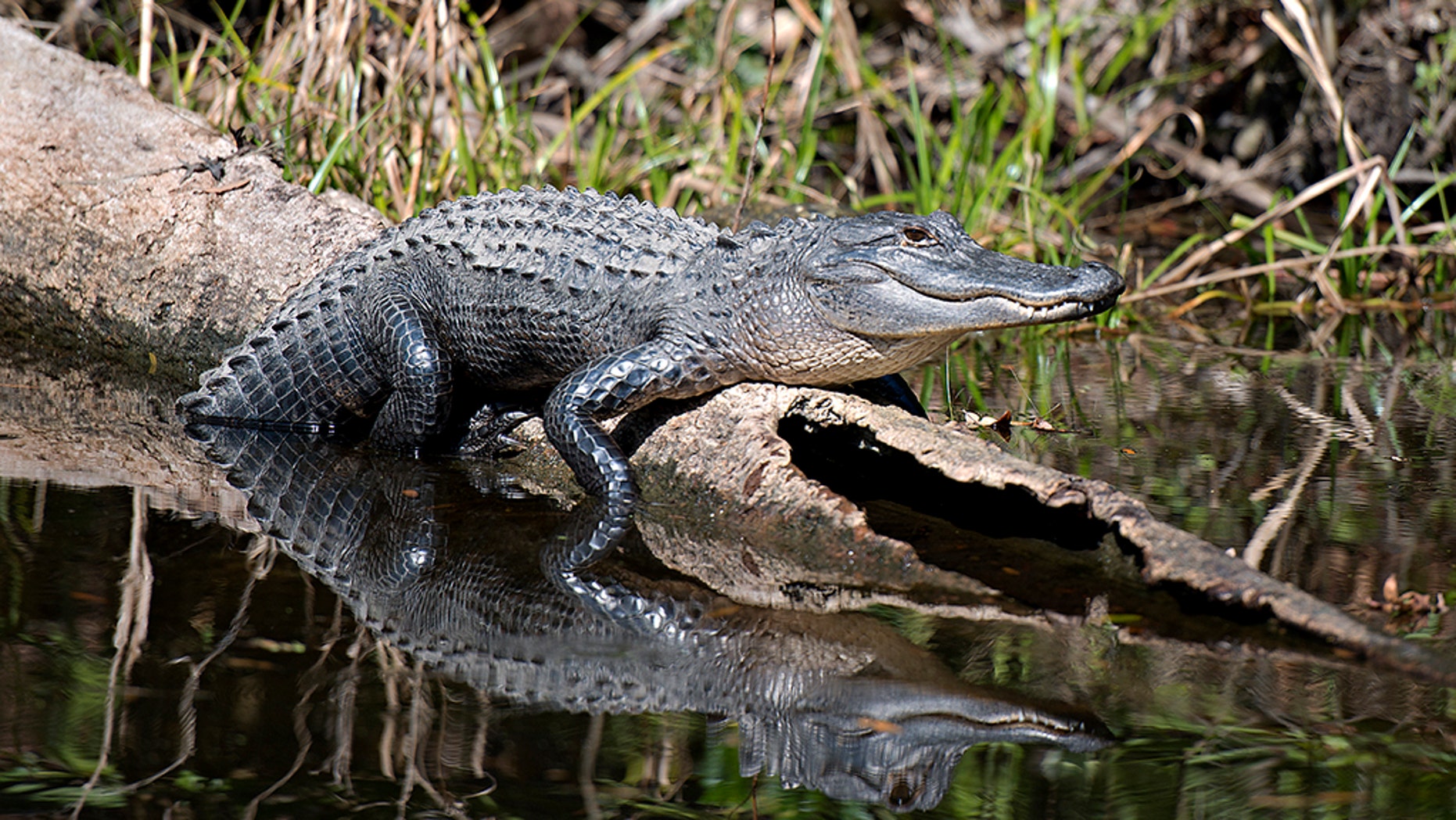 Alligator spotted in New Jersey township, police warn Fox News