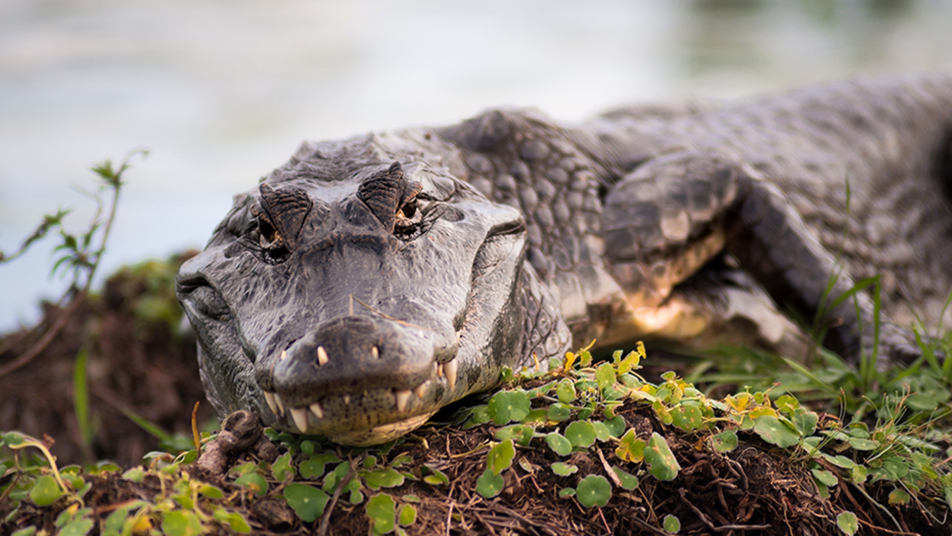 A neighborhood alligator in Houston, Texas was dismembered on Friday after locals apparently pulled apart the reptile for souvenirs.