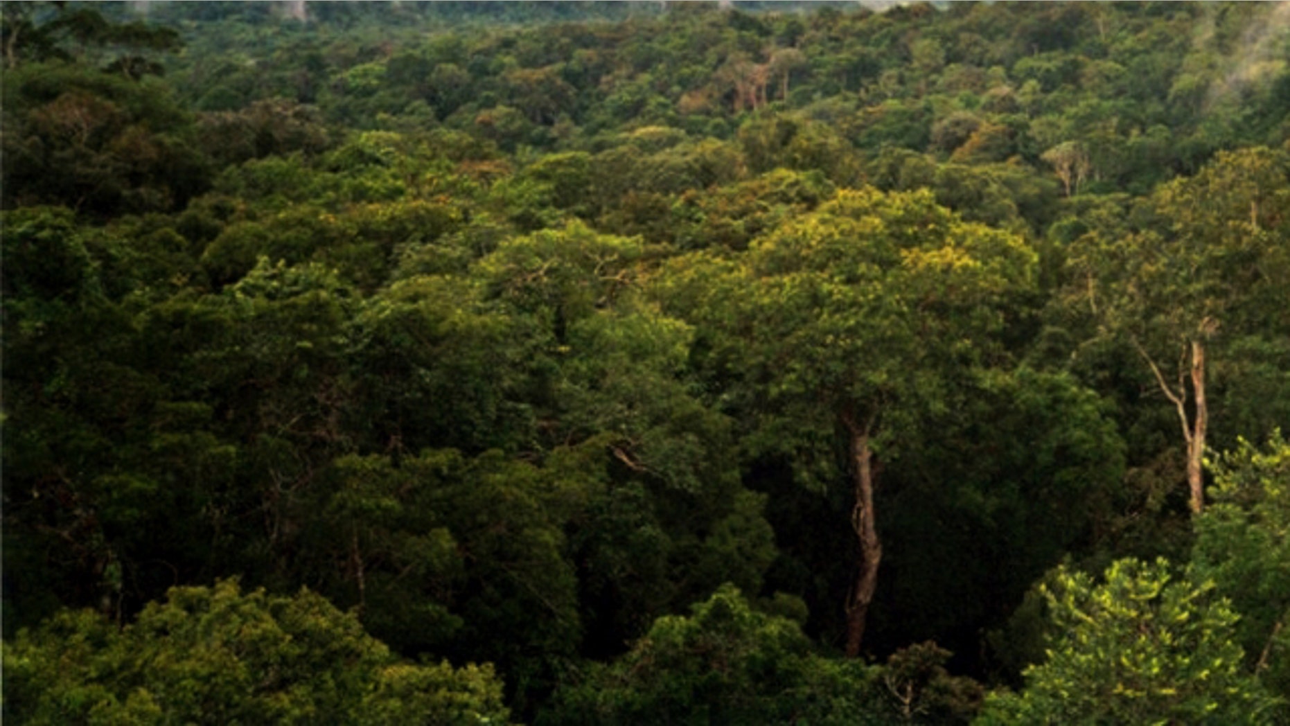 A view of the Amazon basin forest north of Manaus, Brazil. A U.N. report stated that global warming is threatening the forests -- a statement that was recently discredited.