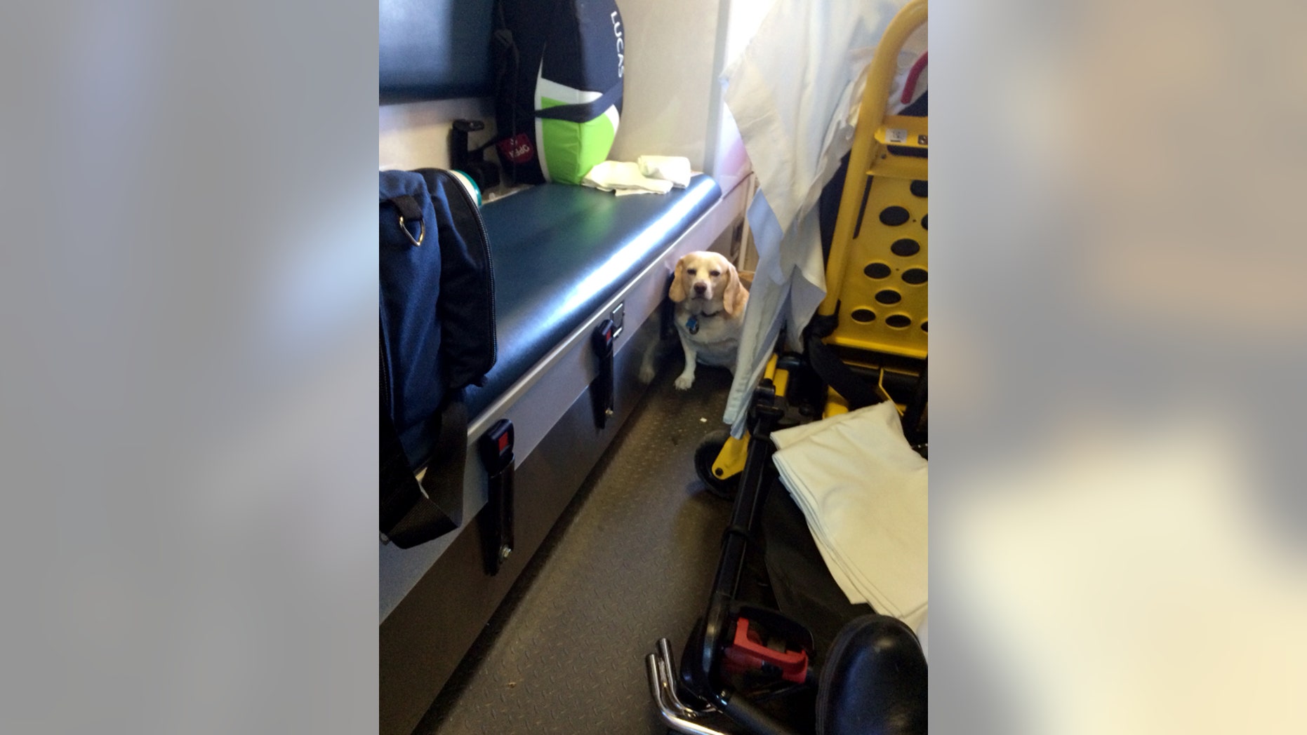 This Oct. 26, 2014 photo shows Buddy a 4-year-old part-beagle in the back of an ambulance in Mason, Texas. The dog hitched a ride on the outside of the ambulance as it was transporting his owner, Mason County rancher J.R. Nicholson to Fredericksburg. After a motorist flagged down the ambulance to say a dog was on a side step, Buddy was then put into the ambulance with the patient. (AP Photo/Tanner Brown)