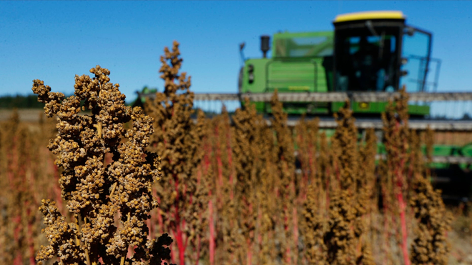 In this Sept. 13, 2016 photo, farmer Sam McCullough uses his combine to harvest quinoa near Sequim, Wash. Quinoa, a trendy South American grain, barely has a foothold in American agriculture, but a handful of farmers and university researchers are working toward changing that. (AP Photo/Ted S. Warren)
