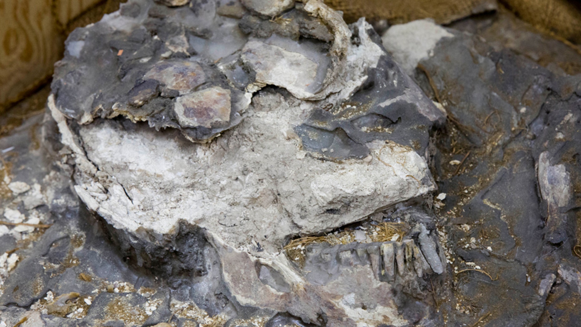 6,500-year-old human remains are displayed at the The Penn Museum, part of the University of Pennsylvania, Tuesday, Aug. 5, 2014, in Philadelphia.