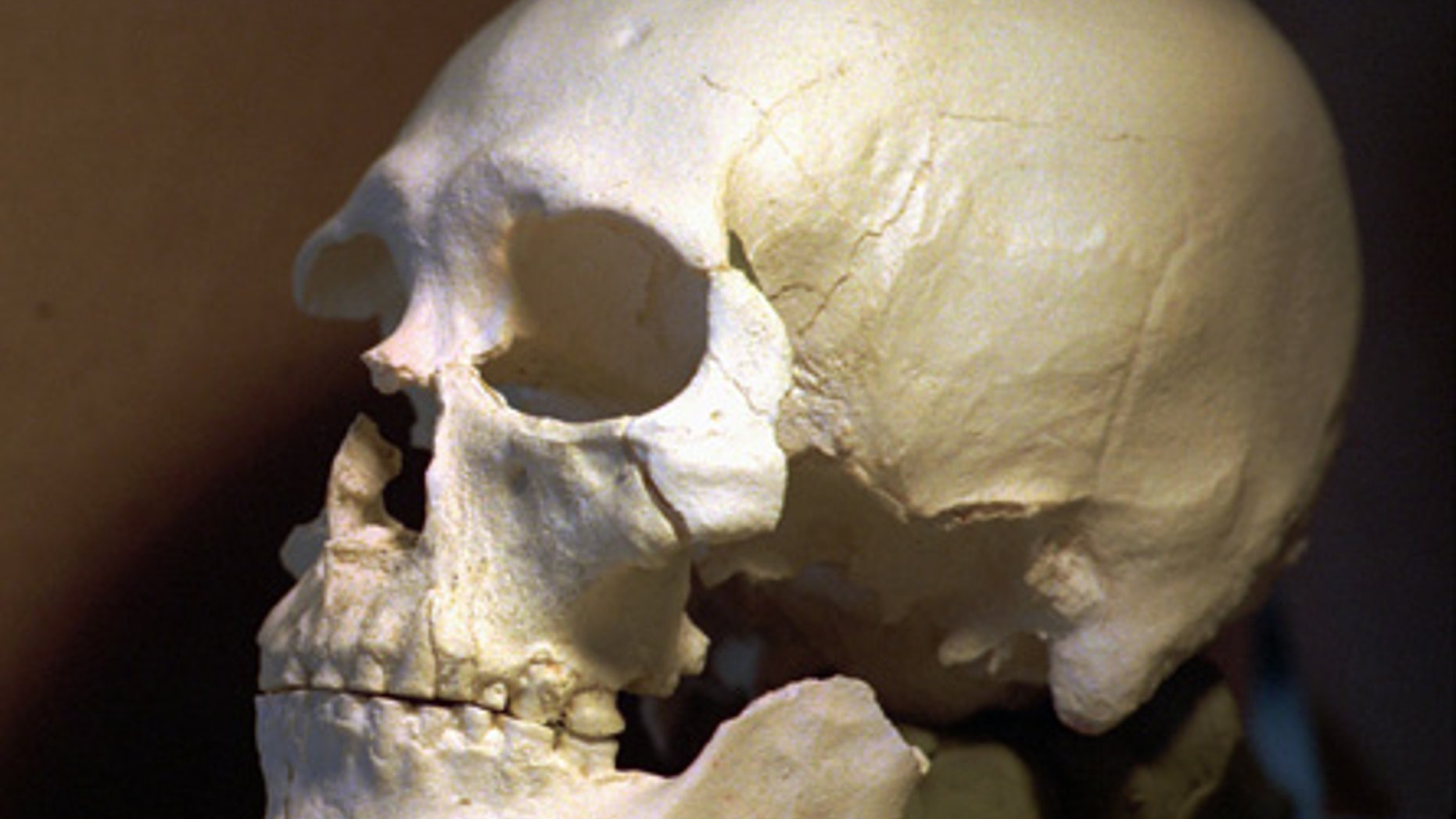 FILE - This July 24, 1997 file photo shows a plastic casting of the skull from the bones known as Kennewick Man in Richland, Wash. The ancient skeleton, found nearly 20 years ago in a river in Washington, is related to Native Americans, says a DNA study published Thursday, June 18, 2015. The finding could help resolve a long-running dispute over its ancestry and custody. (AP Photo/Elaine Thompson, File)