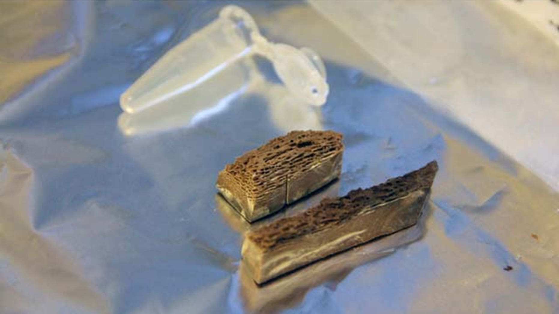 Two pieces of a 700,000-year-old horse metapodial bone, just before being extracted for ancient DNA, are shown.