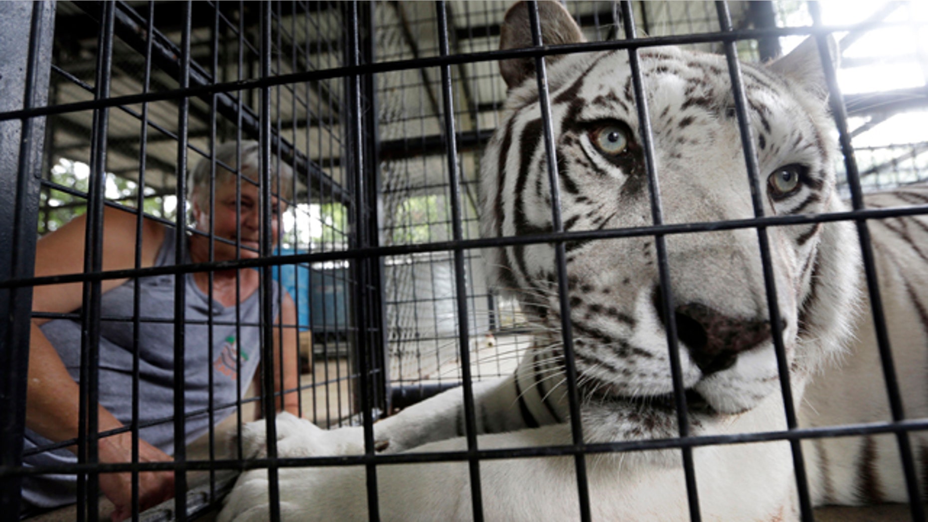 July 25, 2013: A tiger suffering from distemper is calmed before a blood draw at the In-Sync Exotics Wildlife Rescue and Education Center in Wylie, Texas.