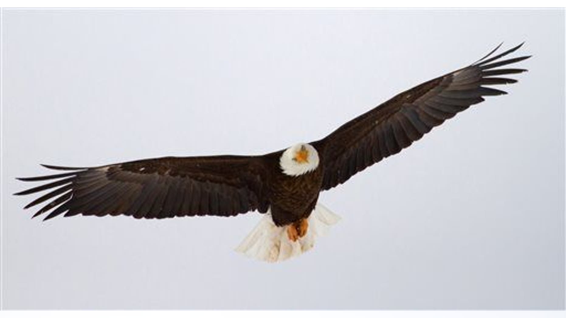 A bald eagle flies in Utah.