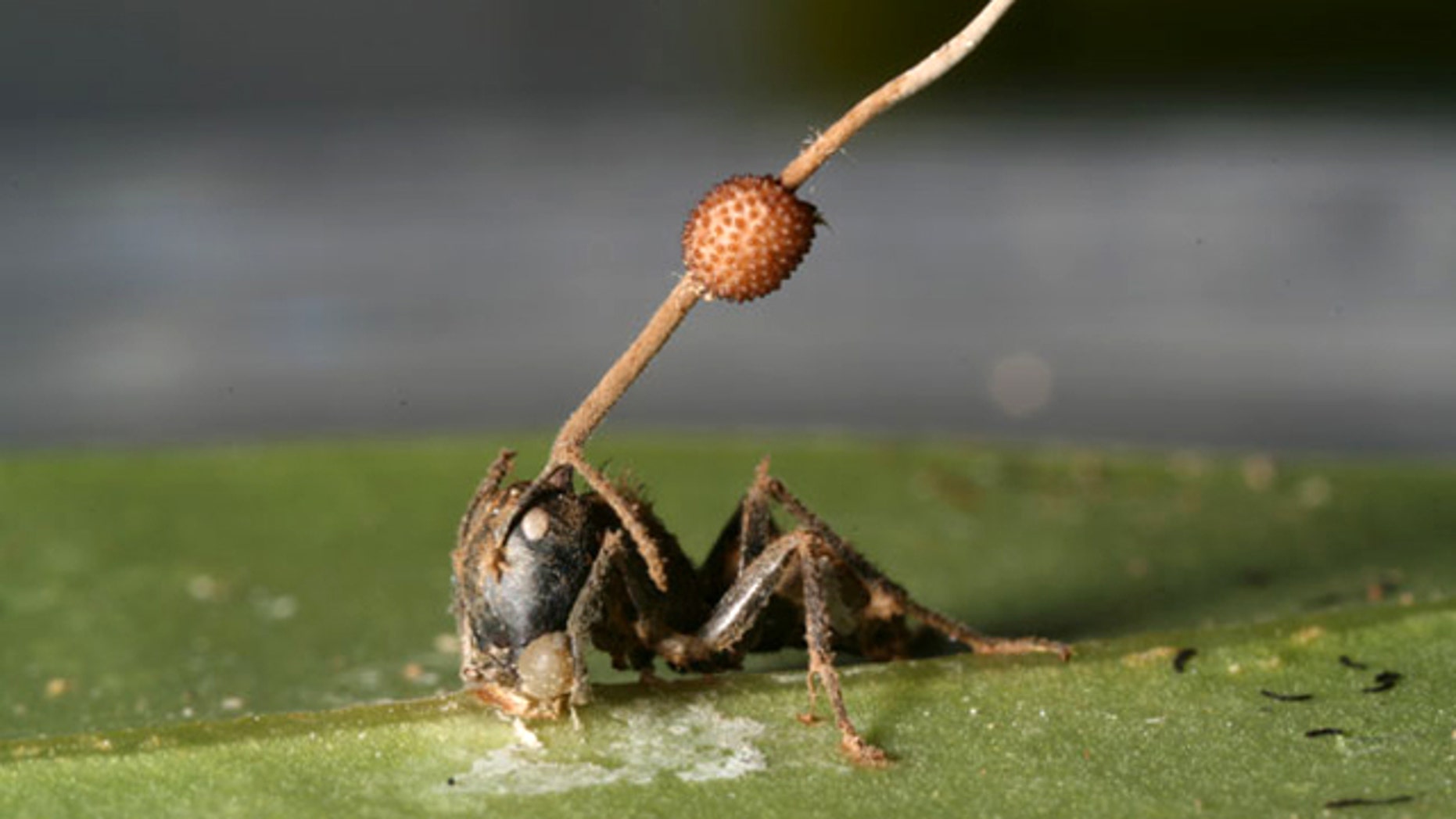 Ant Parasite ?ve=1&tl=1?ve=1&tl=1