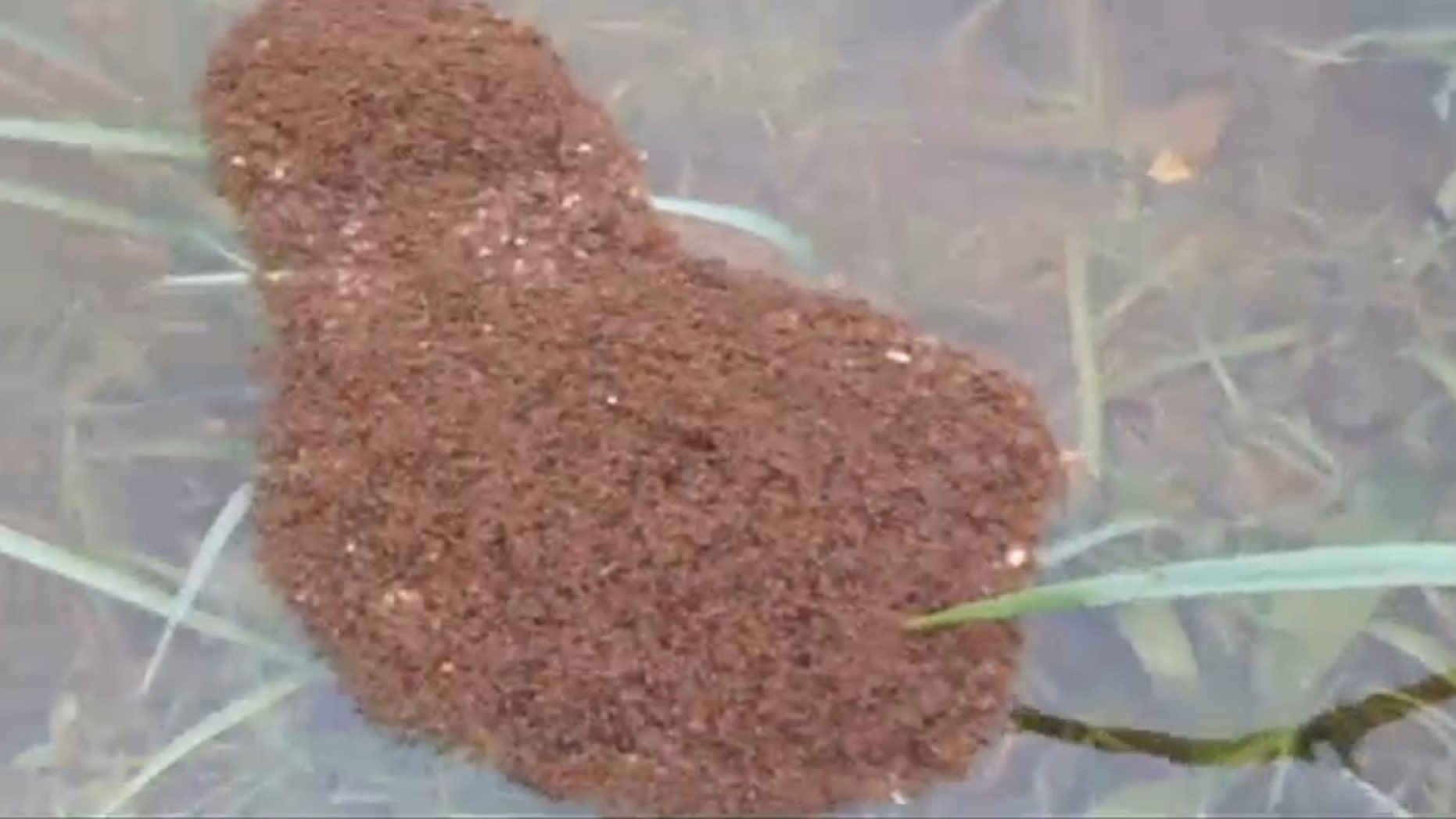 File photo - a floating 'ant island'