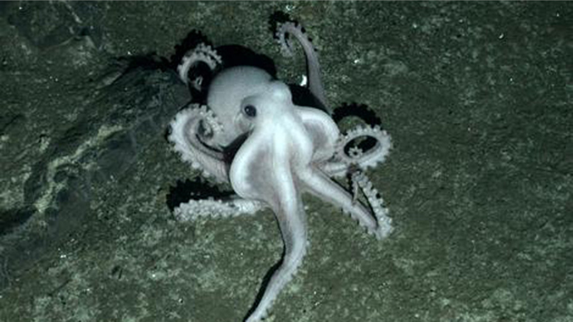 An unidentified species of octopus creeps across the ocean floor.