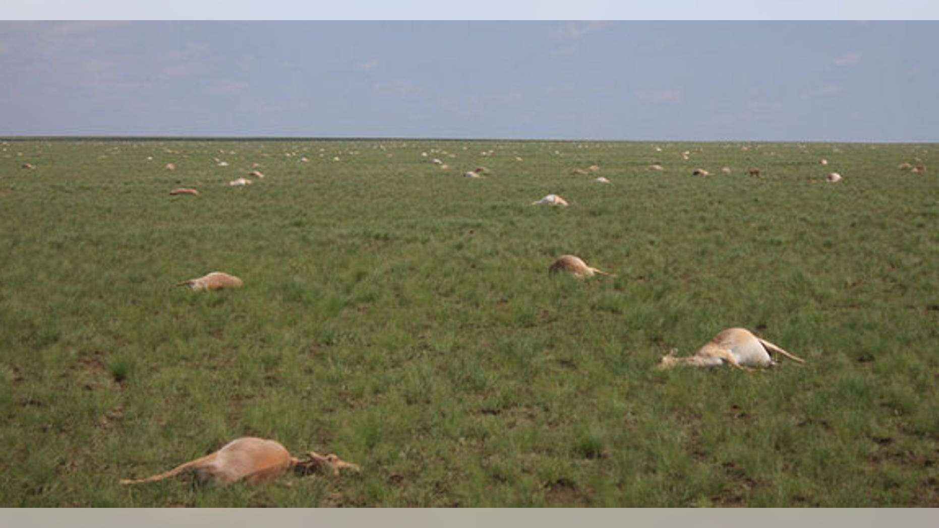 In May 2015, nearly half of all the saigas, a critically endangered antelope that roams the steppe of Kazakhstan, died off. Exactly why is still a mystery.