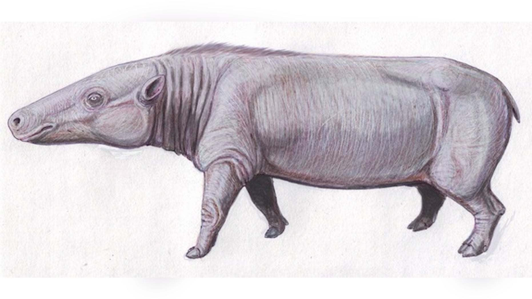 The anthrocothere, shown here, is believed to be a common ancestor to hippos.
