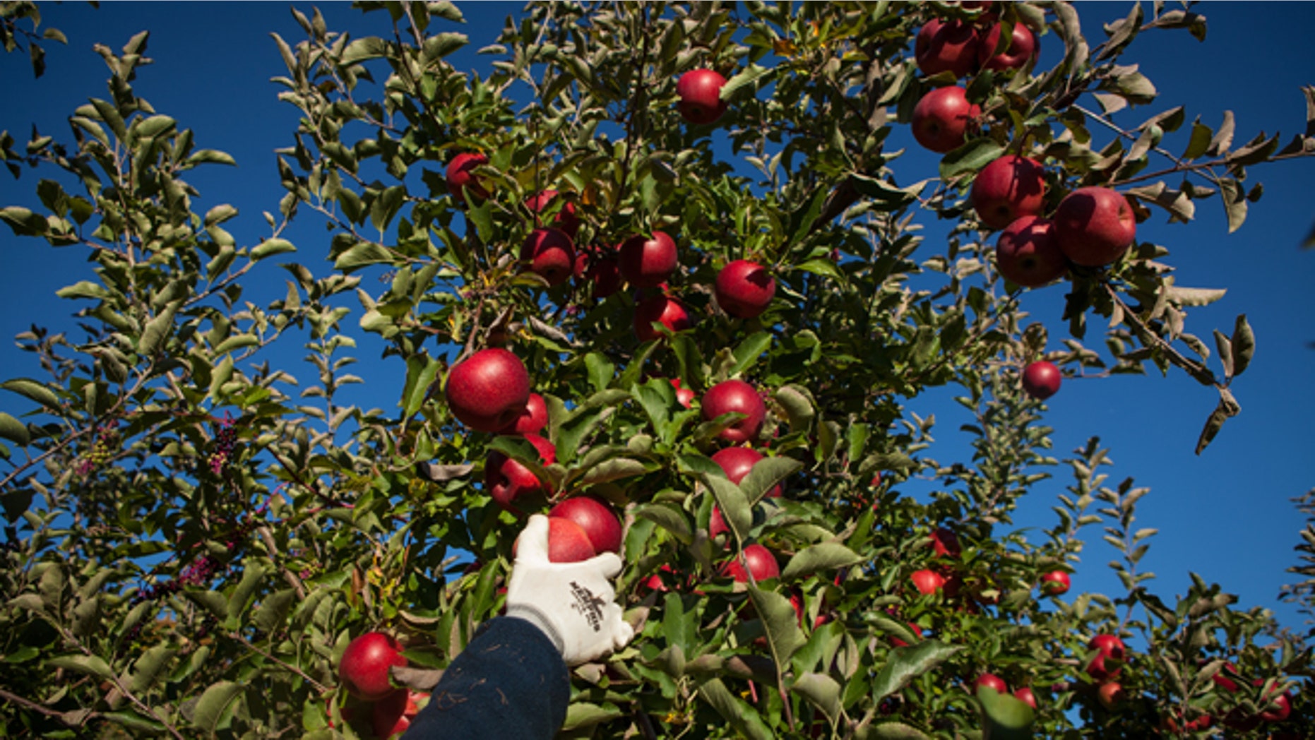 DEERFIELD, MA - OCTOBER 15: Farmhand Louie Knolle harvests Empire apples at Clarkdale Fruit Farms on October 15, 2015 in Deerfield, Massachusetts. Favorable weather conditions over the summer and fall has led to a abundant apple harvest this year. (Photo by Matthew Cavanaugh/Getty Images)