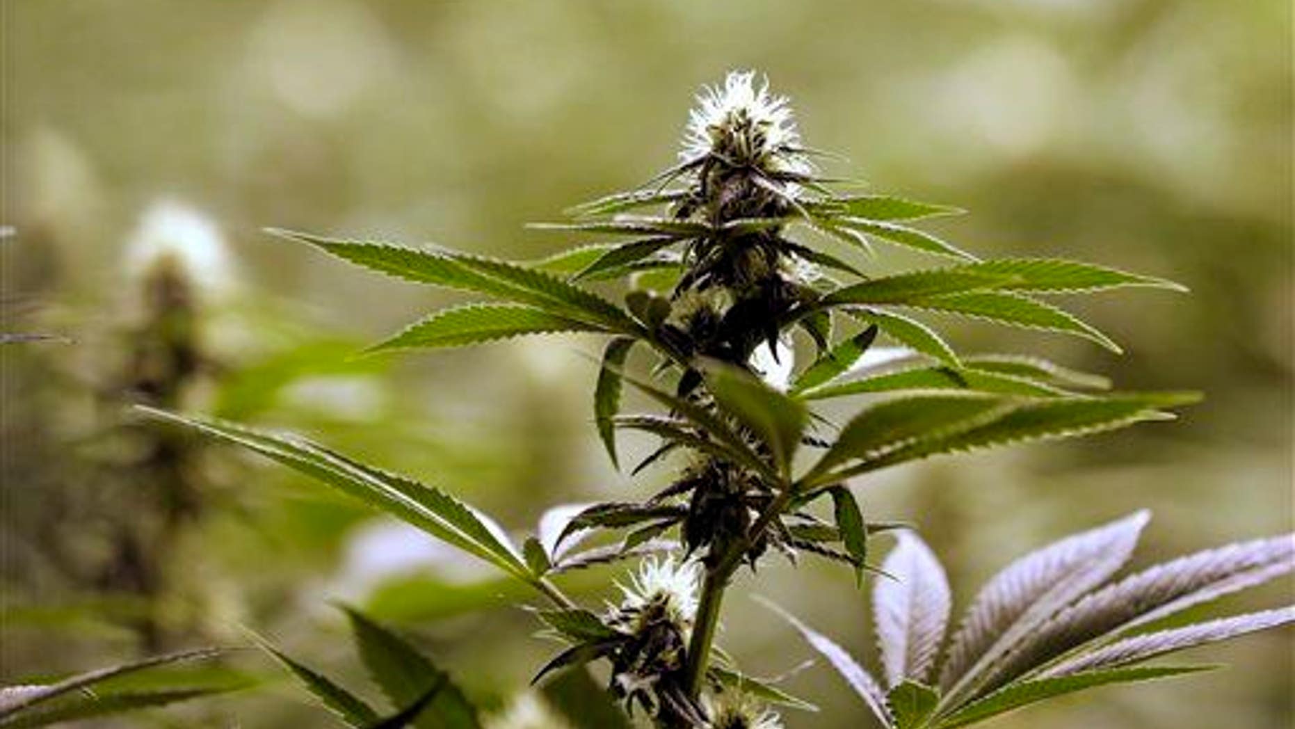 A flower nearly ready for harvest sits atop a mature marijuana plant at the Pioneer Production and Processing marijuana-growing facility in Arlington, Wash.