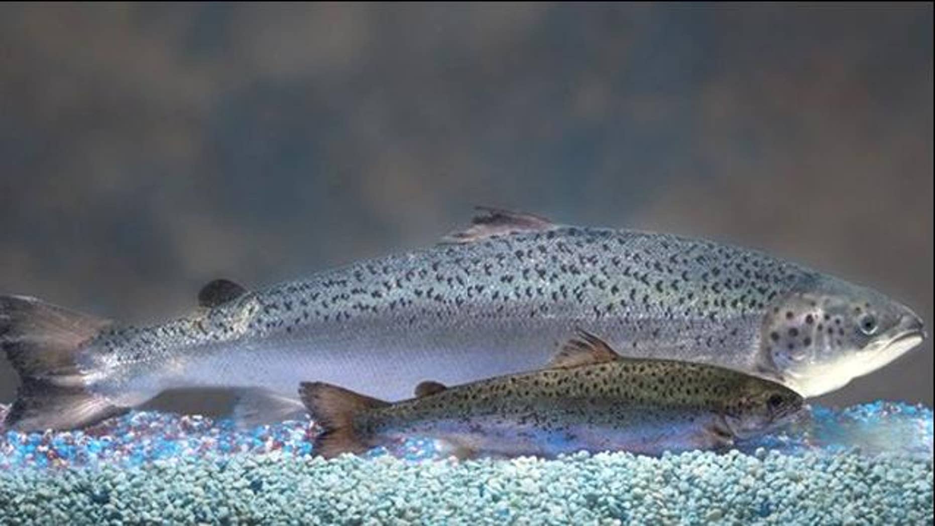 A genetically engineered AquAdvantage Salmon (background) is compared to an Atlantic salmon of the same age (foreground).