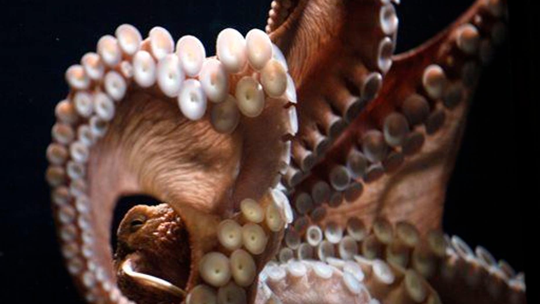A giant Pacific octopus.