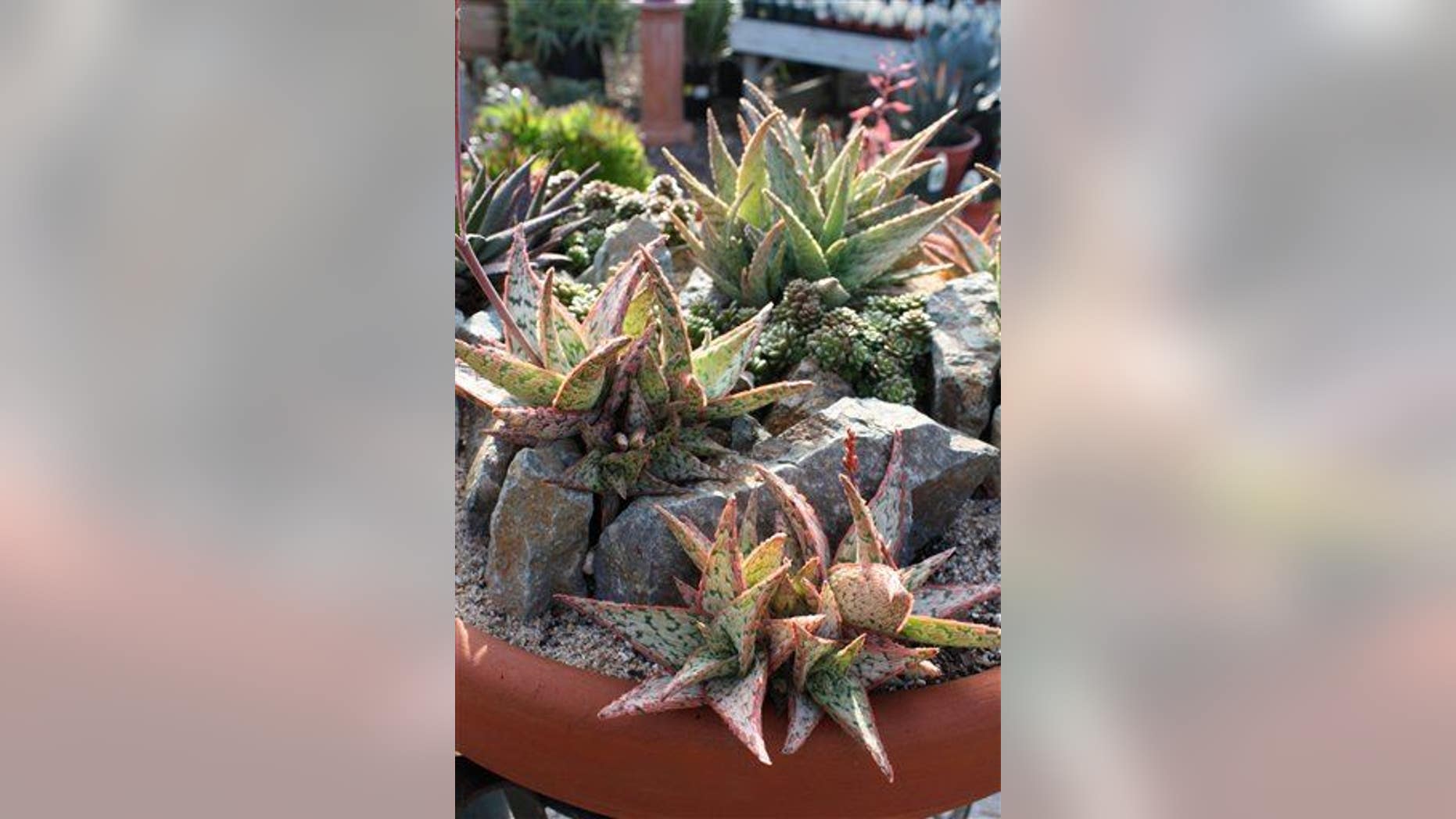 Aloe is among the ingredients in the 'Elixir of Long Life.'