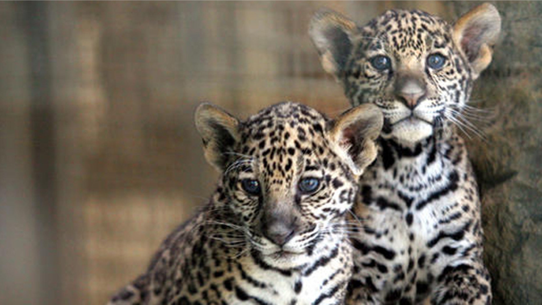 Two 9-week-old jaguar cubs look out from their exhibit at the Stone Zoo in Stoneham, Mass., Thursday, May 25, 2006. (AP Photo/Mary Schwalm)