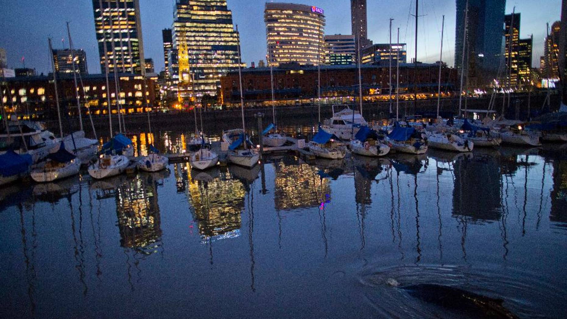 A lost whale swims near boats in Puerto Madero, Buenos Aires, Argentina, Monday, Aug. 3, 2015. The whale appeared in a port of one of Buenos Aires’ most exclusive neighborhoods, periodically surfacing alongside luxury yachts while attracting hundreds of onlookers. (AP Photo/Natacha Pisarenko)
