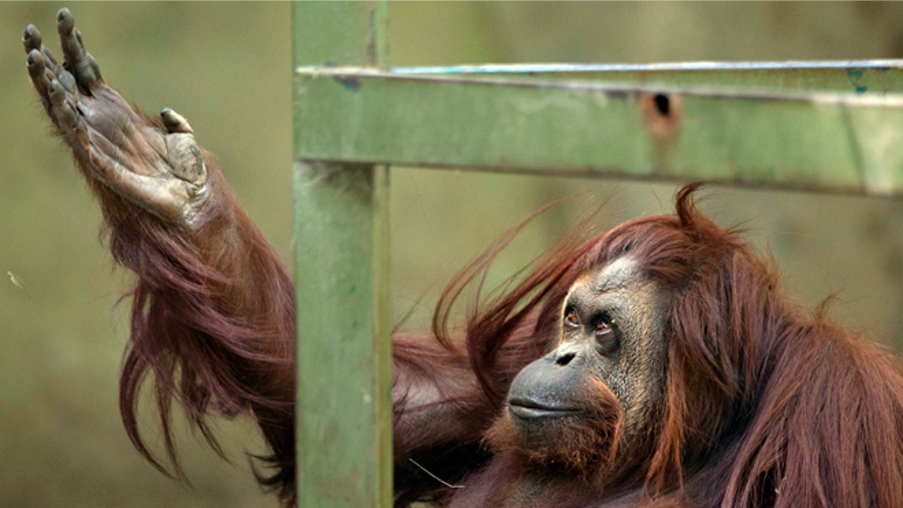 Sandra the orangutan sits in her enclosure at Buenos Aires' Zoo in Argentina.