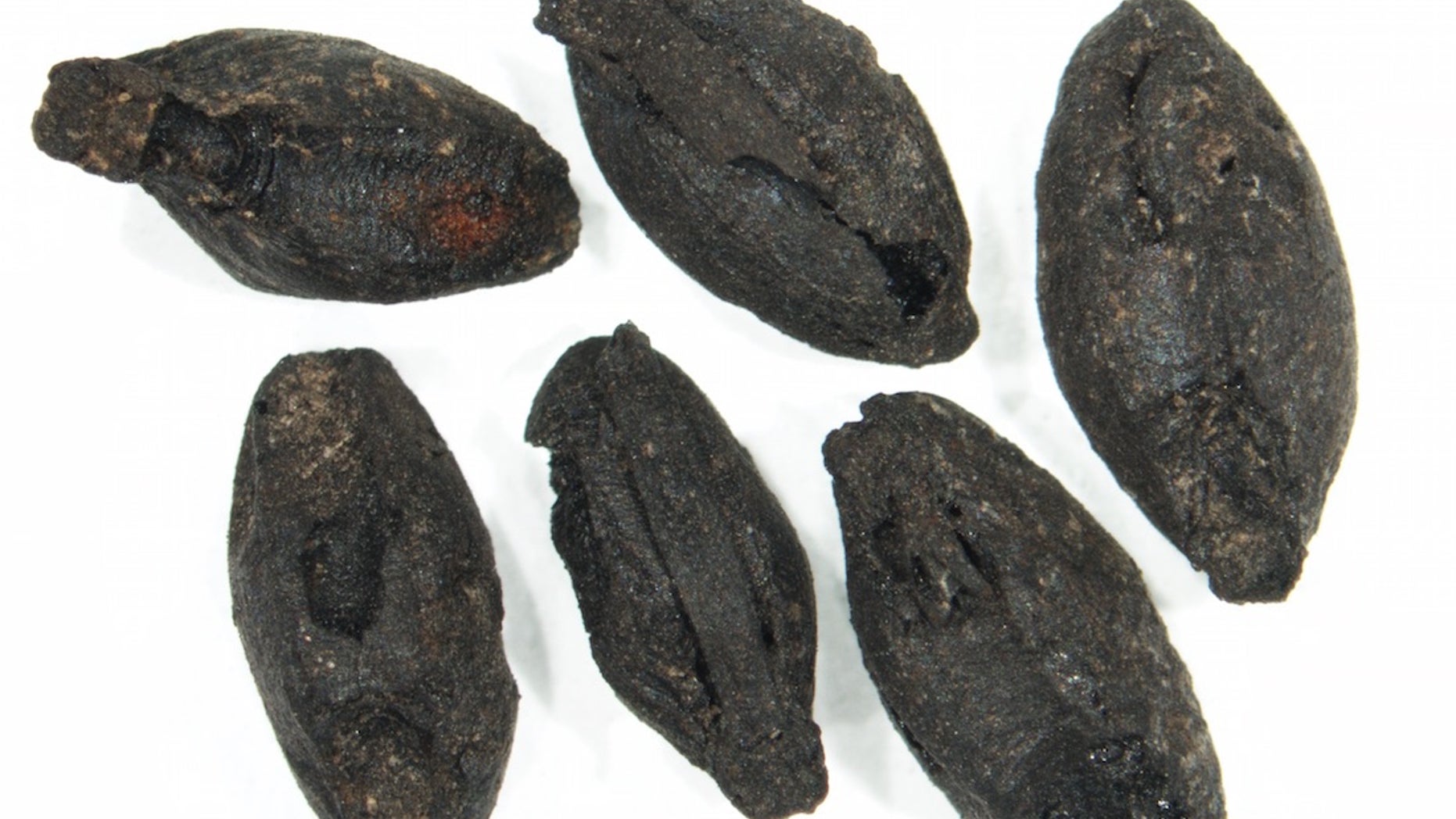 A handful of sprouted cereal grains discovered at a Bronze Age site in Argissa, Greece. The scale bar is 0.04 inches (1 millimeter).