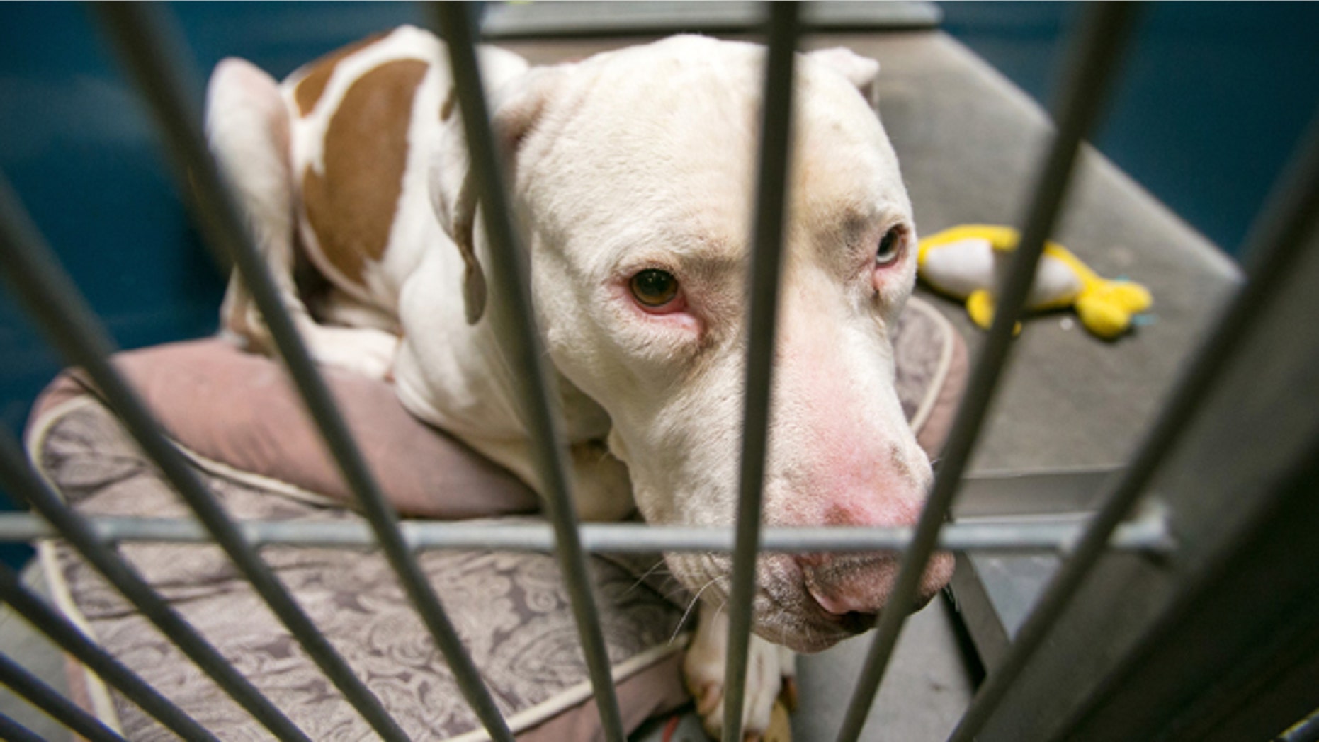 FILE - This March 11, 2014 file photo shows Mickey, a pit bull, at West Valley Animal Care Center in Phoenix, Ariz. Mickey attacked 4-year-old Kevin Vicente in Feburary 2014. Phoenix Municipal Court Judge Deborah Griffith ruled Tuesday, April 29, Mickey spend the rest of its life in an animal shelter set up in an old jail by the sheriff for metropolitan Phoenix. The no-kill shelter opened in 2000 by Maricopa County Sheriff Joe Arpaio, an animal lover who offered to take in the 4-year-old pit bull. (AP Photo/The Arizona Republic, Michael Schennum, File) MARICOPA COUNTY OUT; MAGS OUT; NO SALES