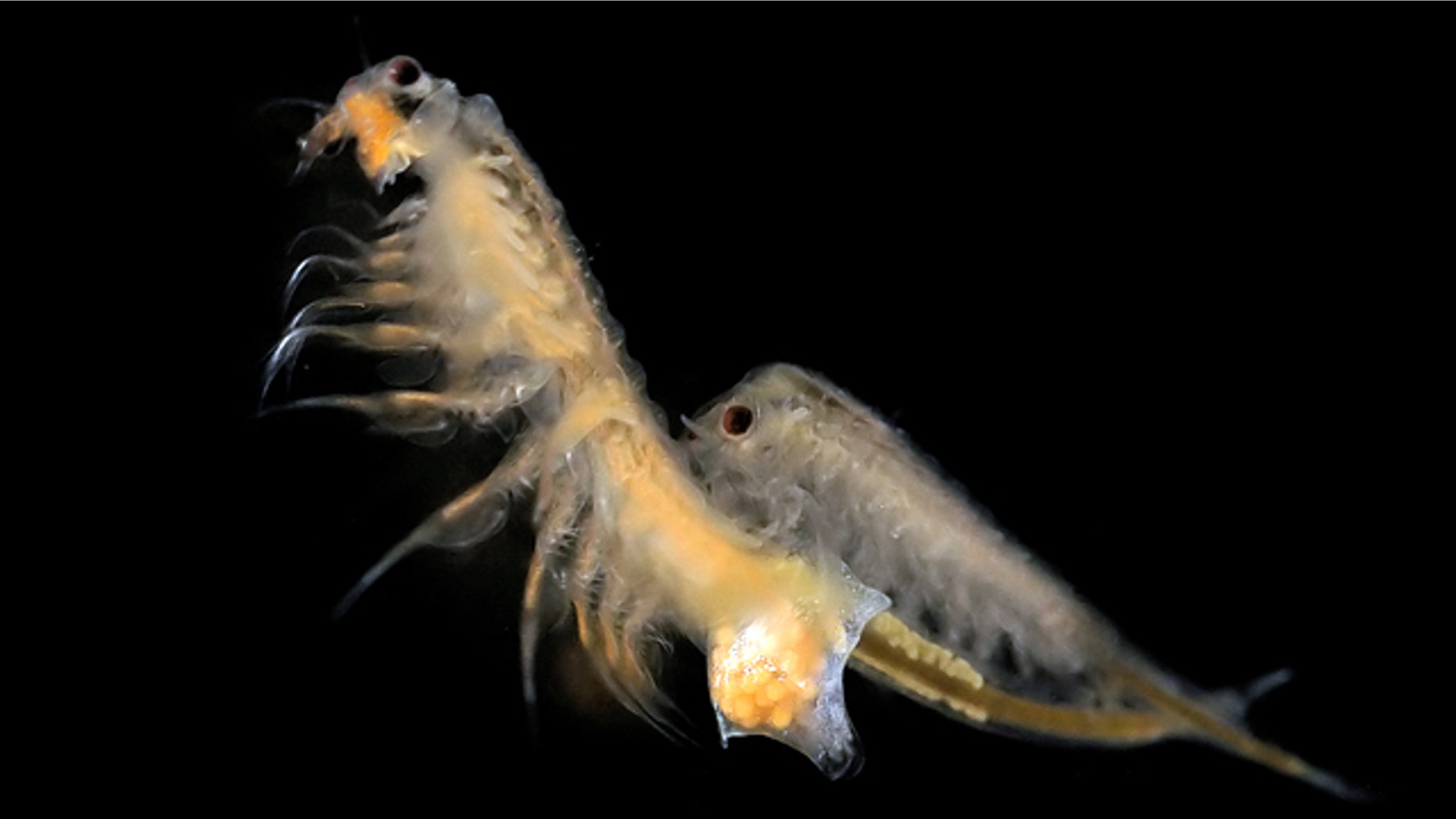 Artemia salina, or brine shrimp, frolic in a lab.